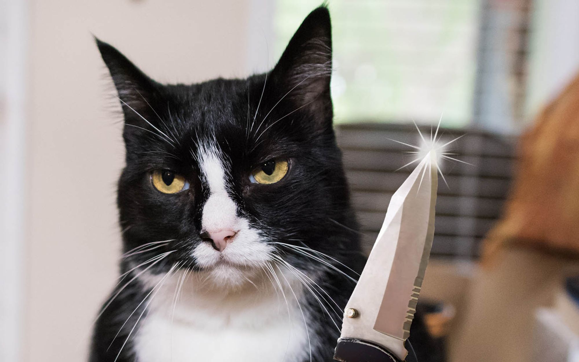 Cat holding glistening switchblade knife