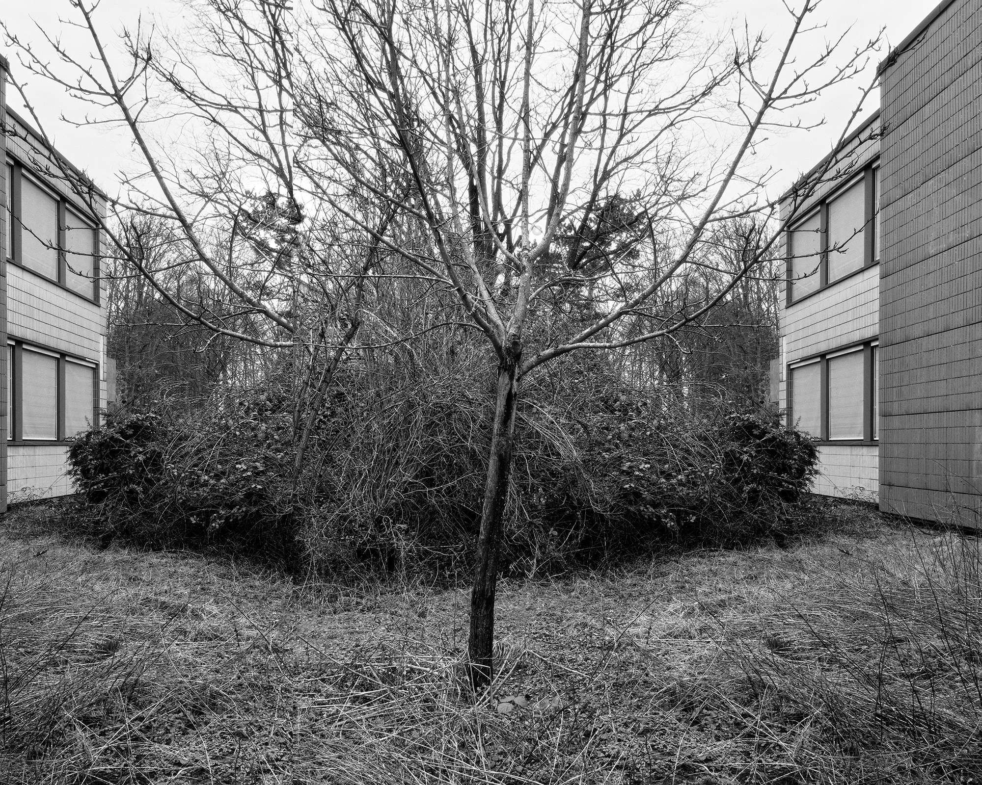 Winterstimmung. Ein kahler Baum im Vordergrund, dahinter kahles Buschwerk, eingerahmt von zweistöckiger, funktionalistischer Architektur. Ernst-Reuter-Schule in Frankfurt Niederursel. Fotografie schwarzweiß im analogen Großformat 4x5 auf Röntgenfilm ---- 322-P8-baum-18-02-2024-co-com-1