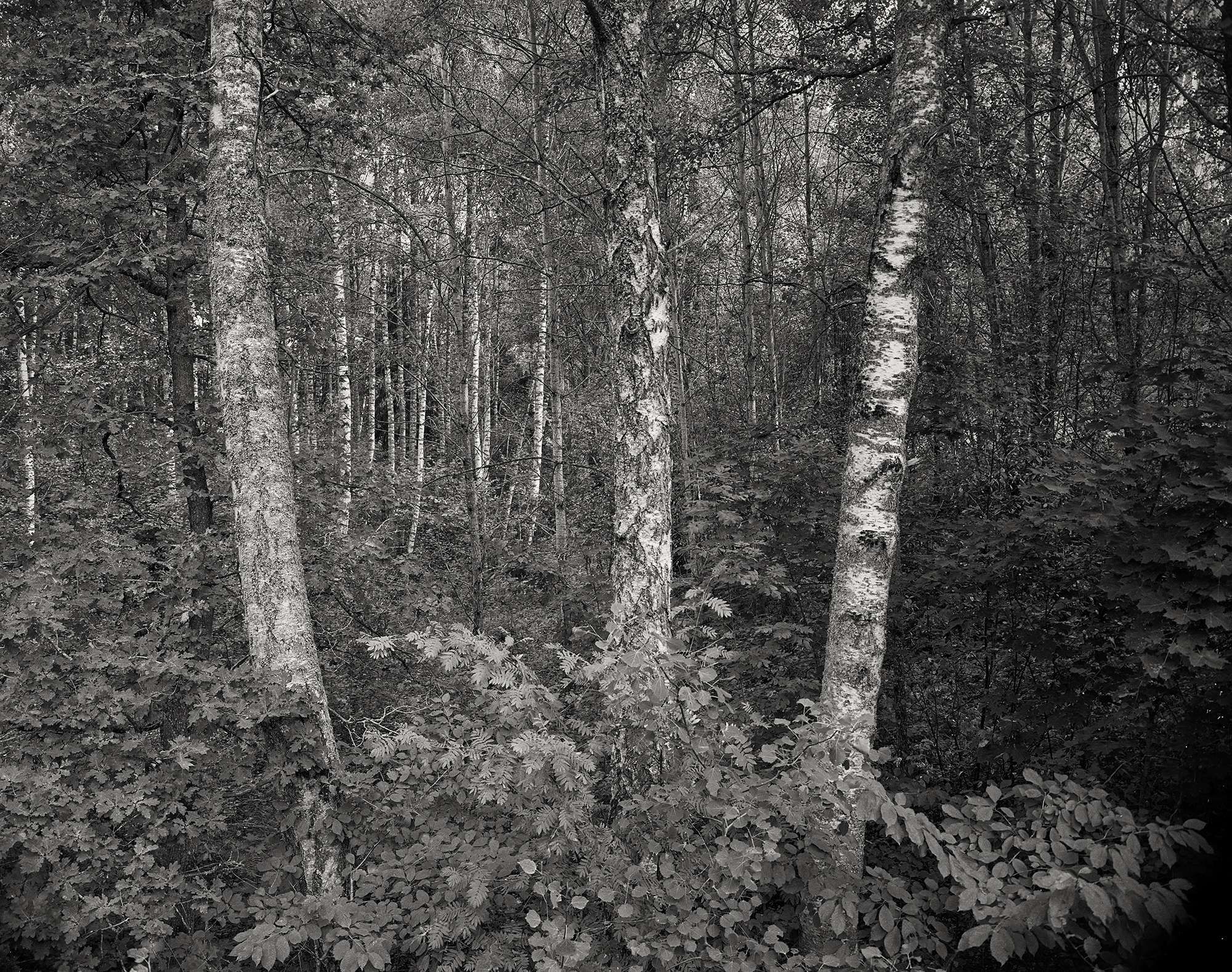 Dichter Laubwald in Schweden aus dem drei kräftige Stämme von Birken hervorschauen. Fotografie analoges Großformat 4x5 auf Kodak Tri-X Pan aufgenommen. --- 395-P14-waldstueck-18-08-2024-co-a