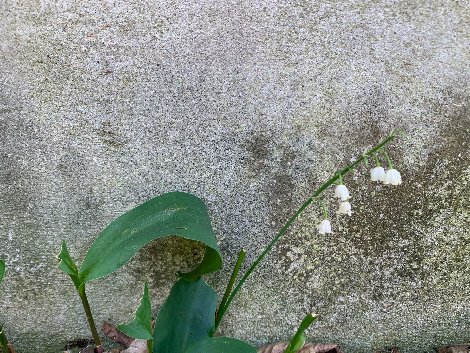 A lily of the valley plant (large green leaves and blossoms that look like small hanging bells) against a concrete wall.