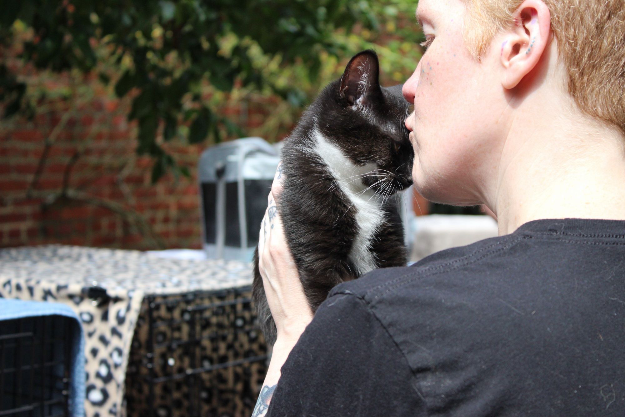 A tuxedo cat is smooched by his foster mom