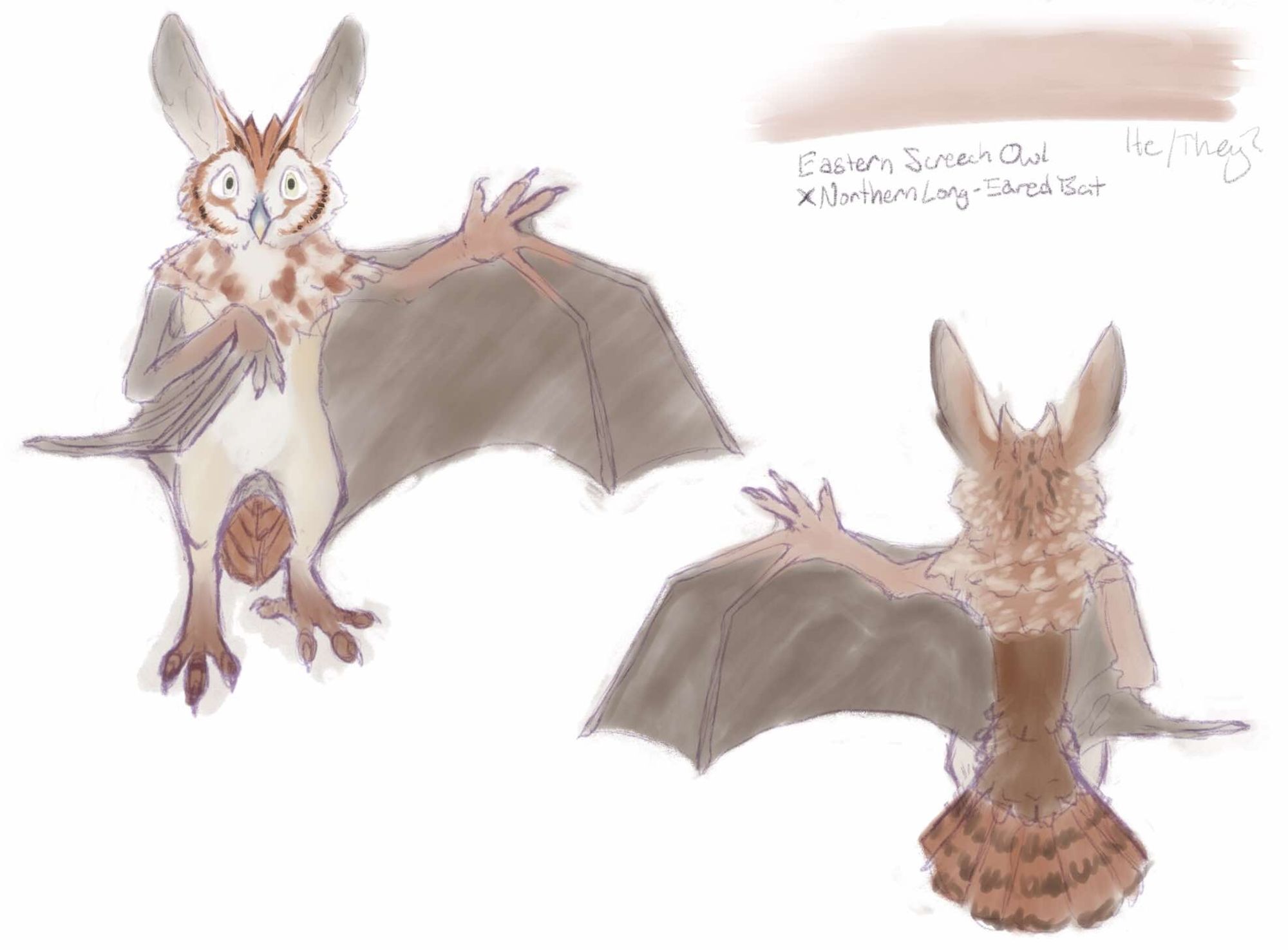 A front and back sketch of an Eastern screech owl x Northern Long eared bat hybrid fursona in shades of reddish brown. The name is blank.