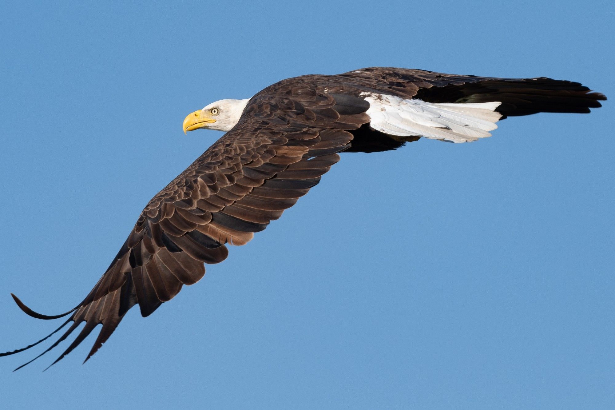 Mature bald eagle in flight, rear 3/4ths view with the eye visible over the top of the wing