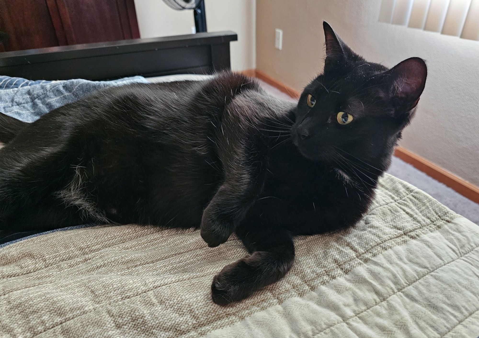 my black cat Isaac lying on his side on a bedspread