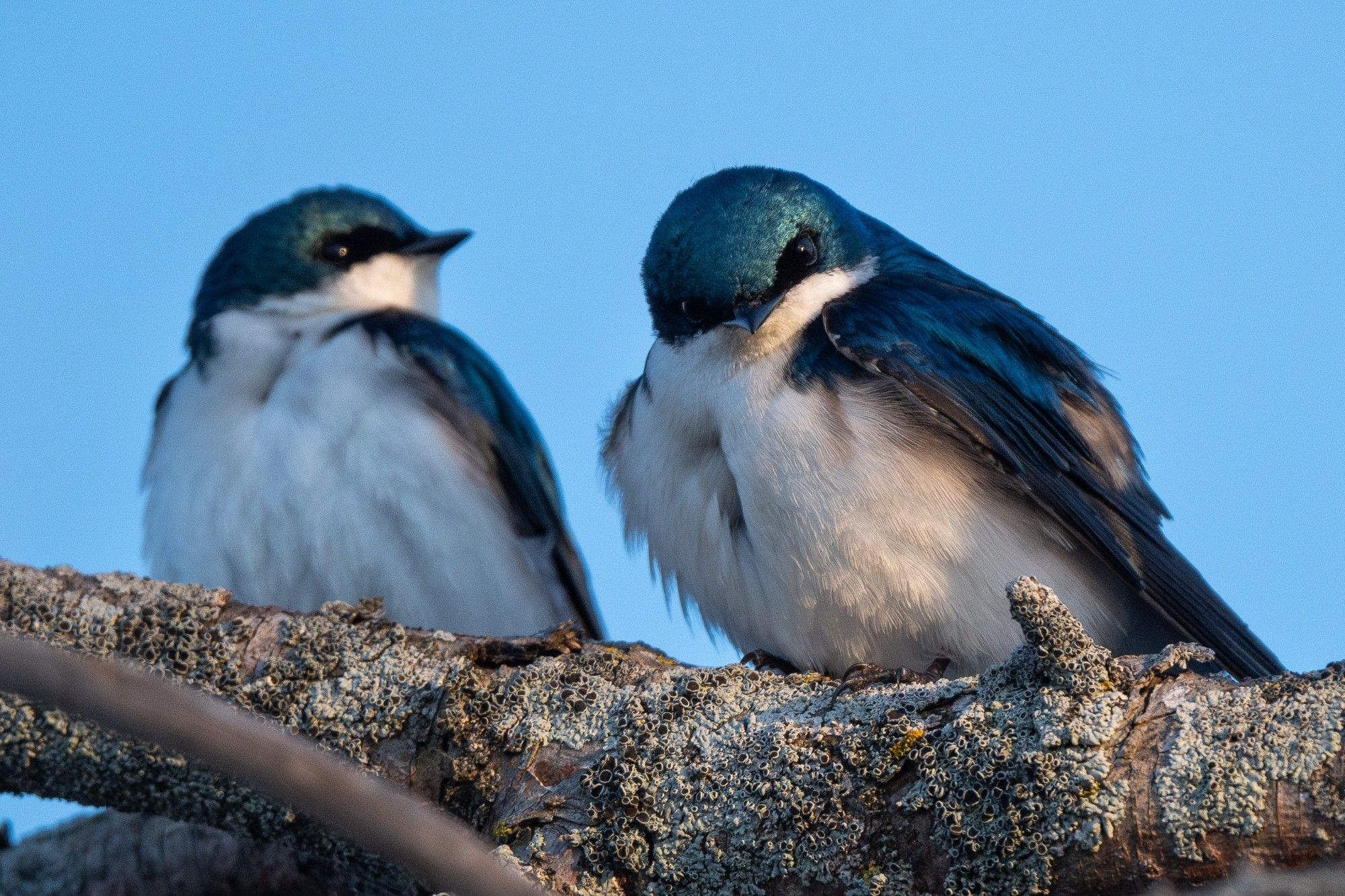 Two tree swallows perched together on a branch