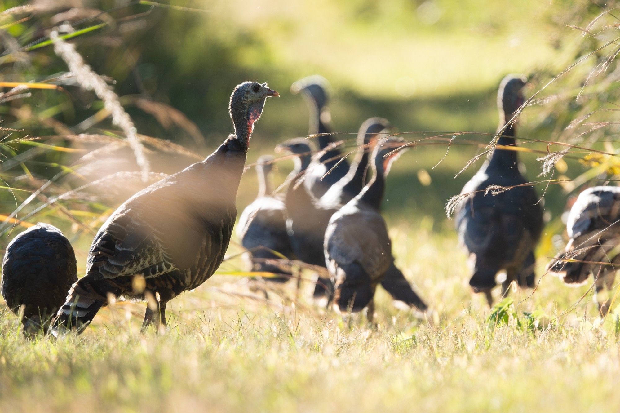 a family of wild turkeys on a nature path