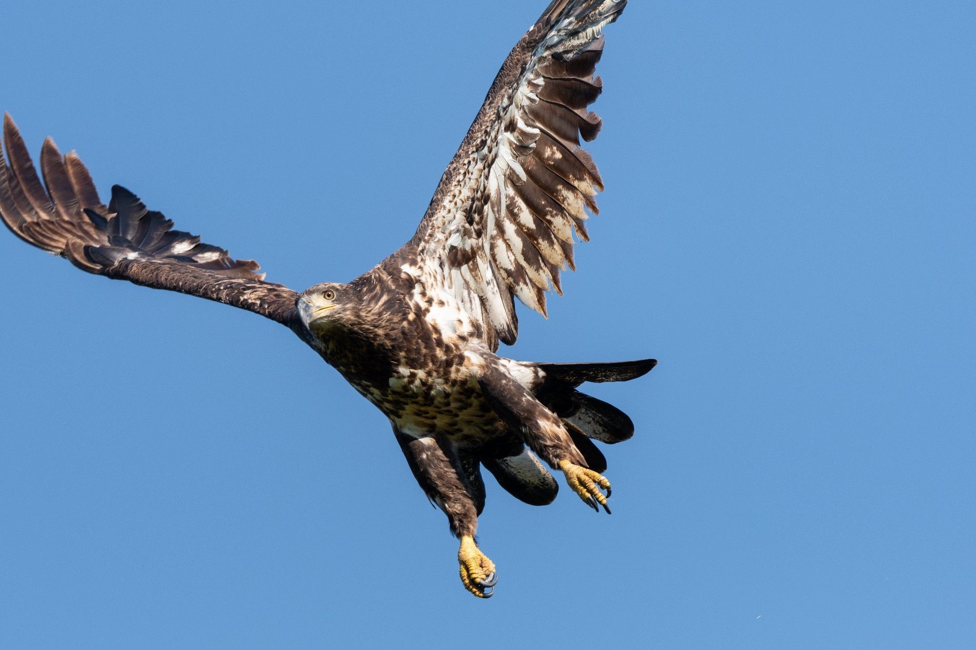 Juvenile bald eagle in flight, front 3/4ths view, its wings cropped out of frame