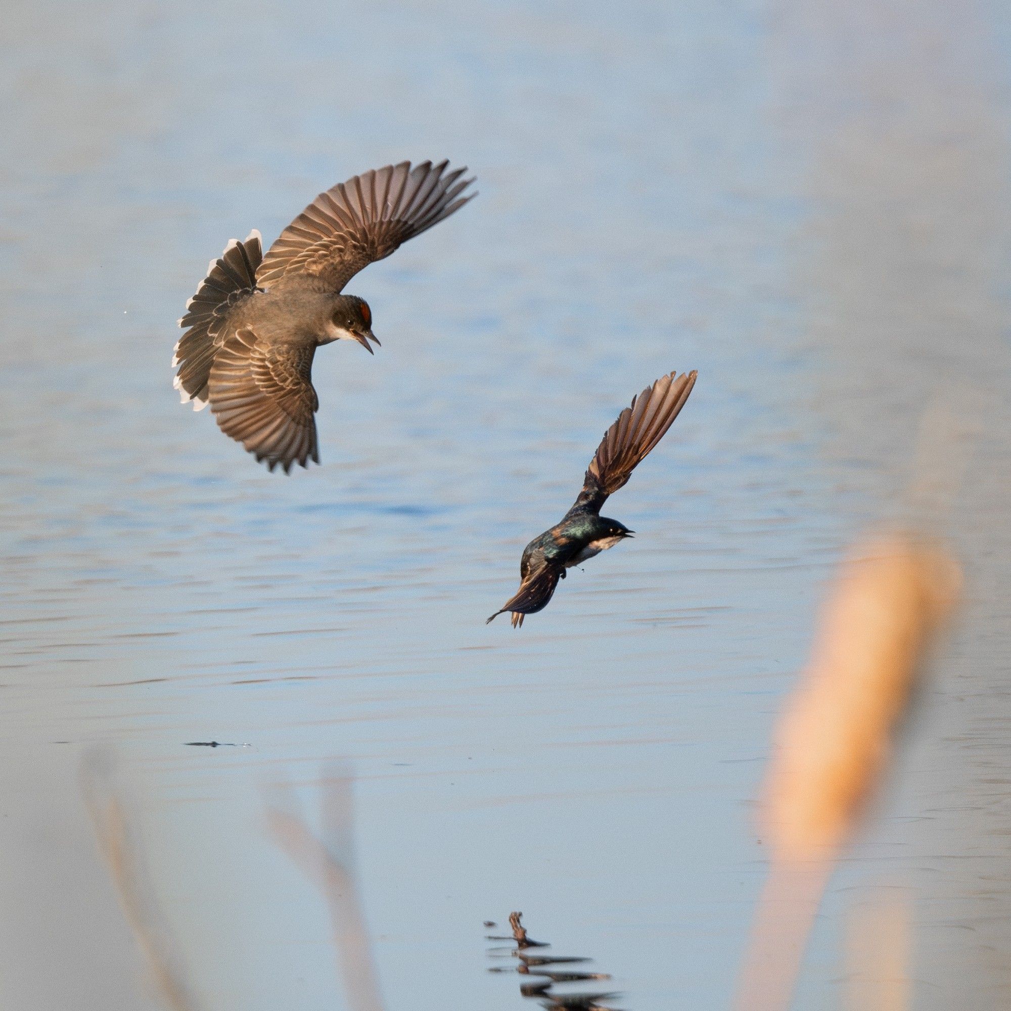 An eastern kingbird chasing a tree swallow in flight low over the water