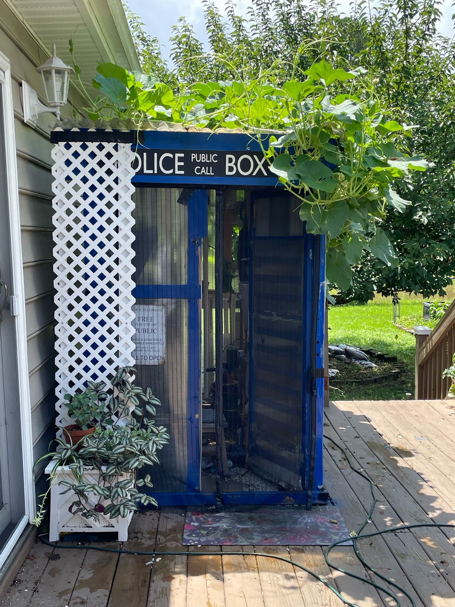 A wood shack..er a greenhouse/sheshed is painted blue with all the TARDIS signs. In front is a white trellis and atop is a slew of vines providing shade with huge leaves.