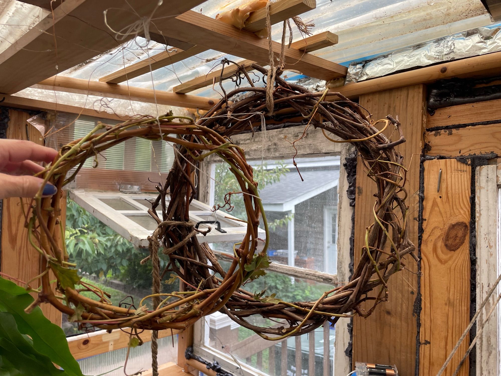 Two sizes of grapevine wreaths hang in my greenhouse/sheshed/TARDIS