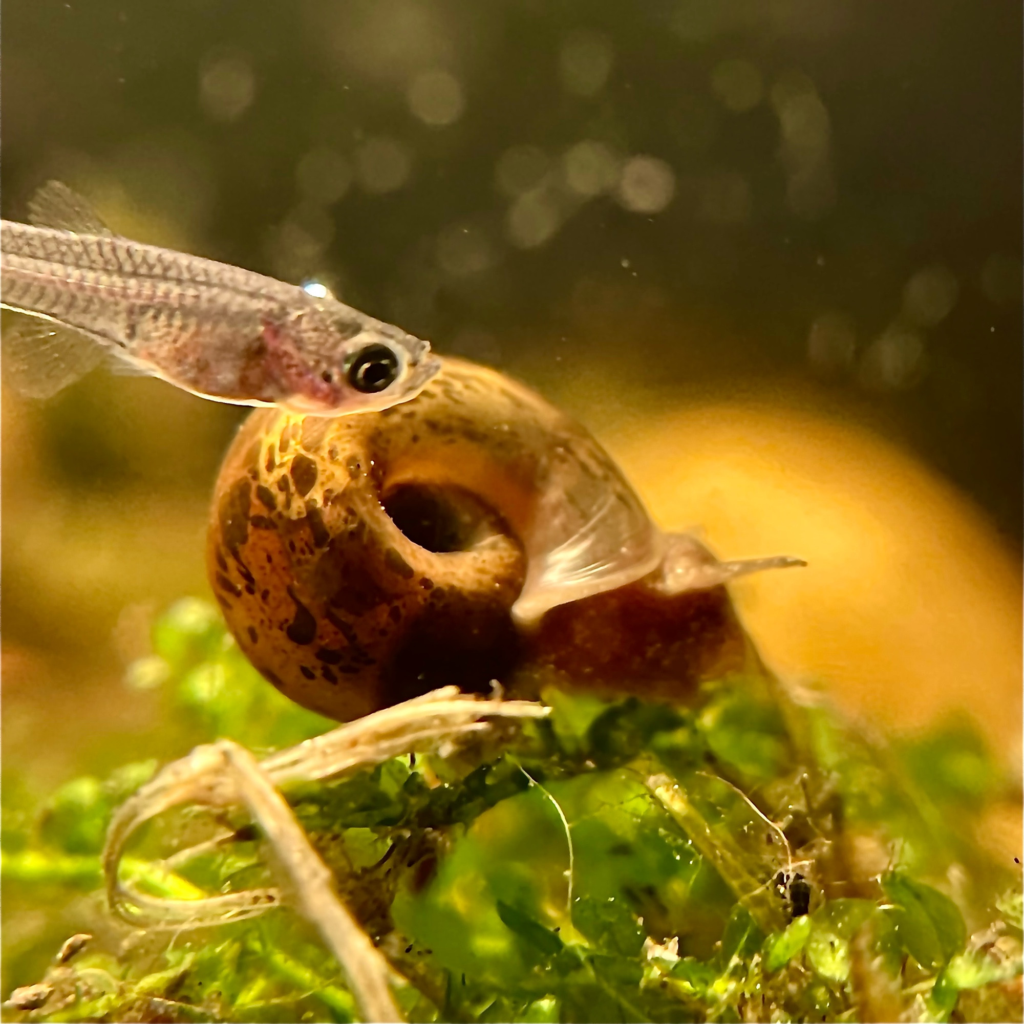 A guppy fry and a small ramshorn snail hanging out on some moss in my nano tank. They absolutely are posing. 