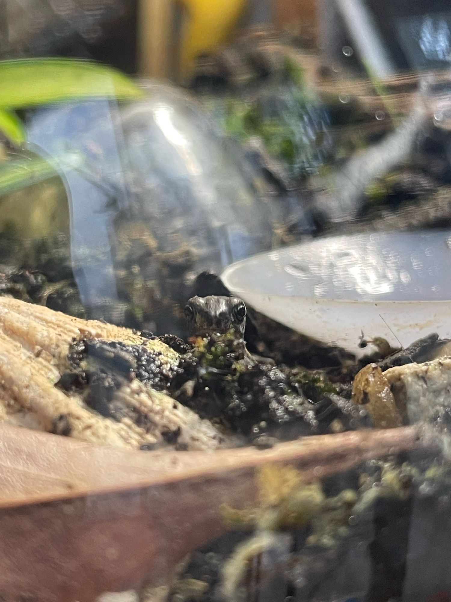 Looking through the glass of an open-top terrarium, we see a tiny toad head peaking back at us over some dirt and a seashell. He tiny and adorable. All hail Todd.