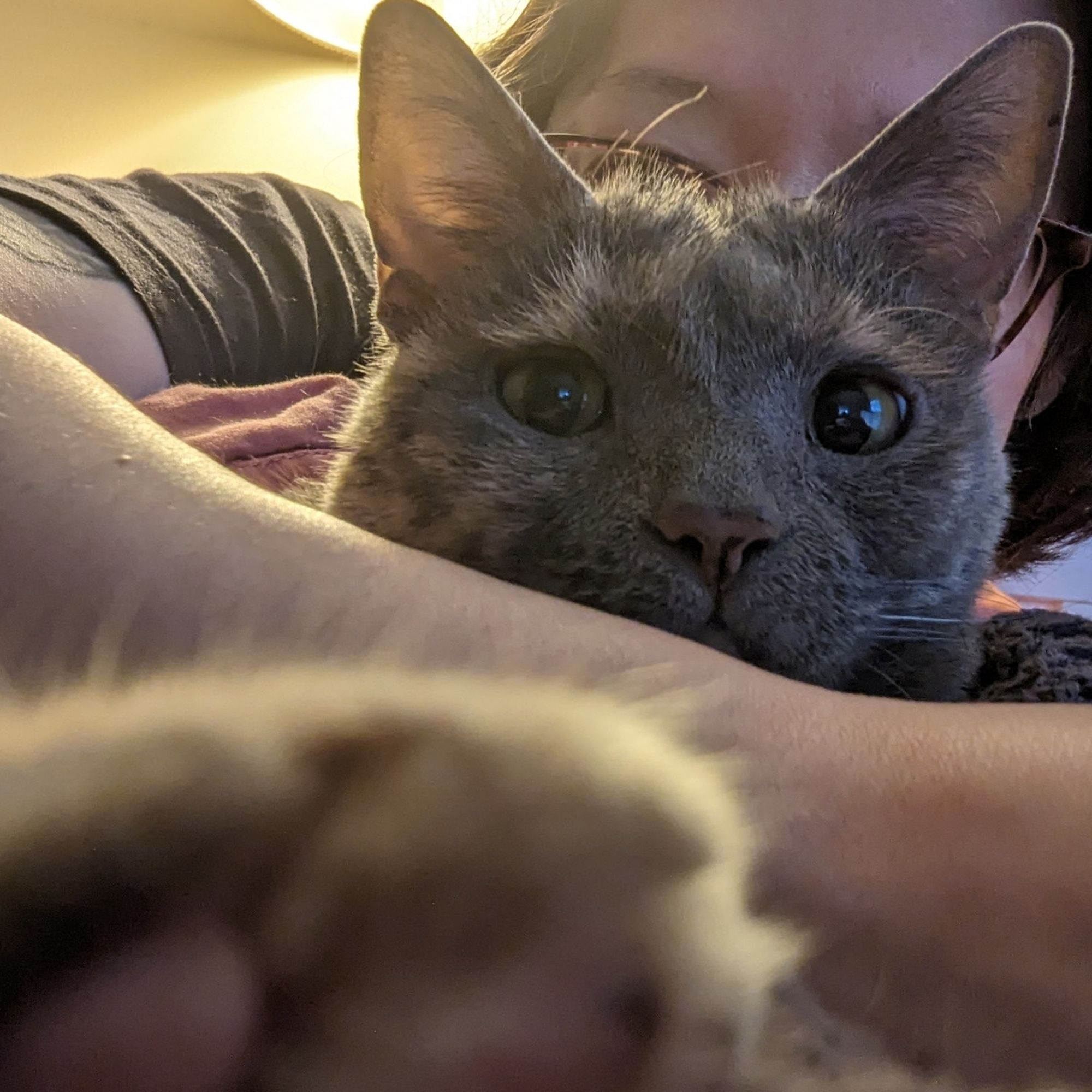 A dilute tortoiseshell cat looking with great interest into the camera. She is lying in front of me. My forearm is draped across her body. In the foreground is the tip of one of her rear feet, blurred toebeans (mauve with brown speckles) visible.