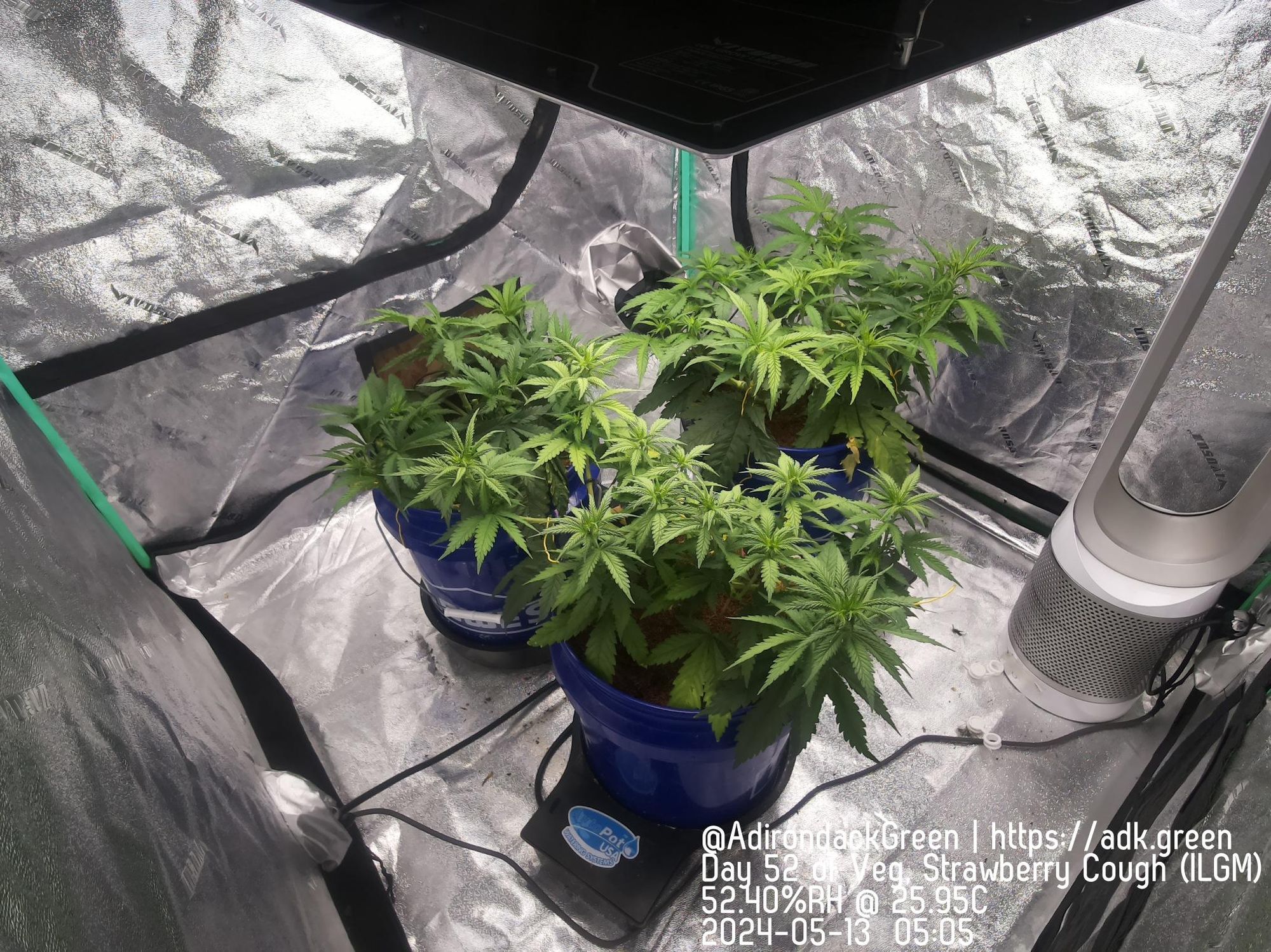 Inside a grow tent with cannabis of the age and strain described.