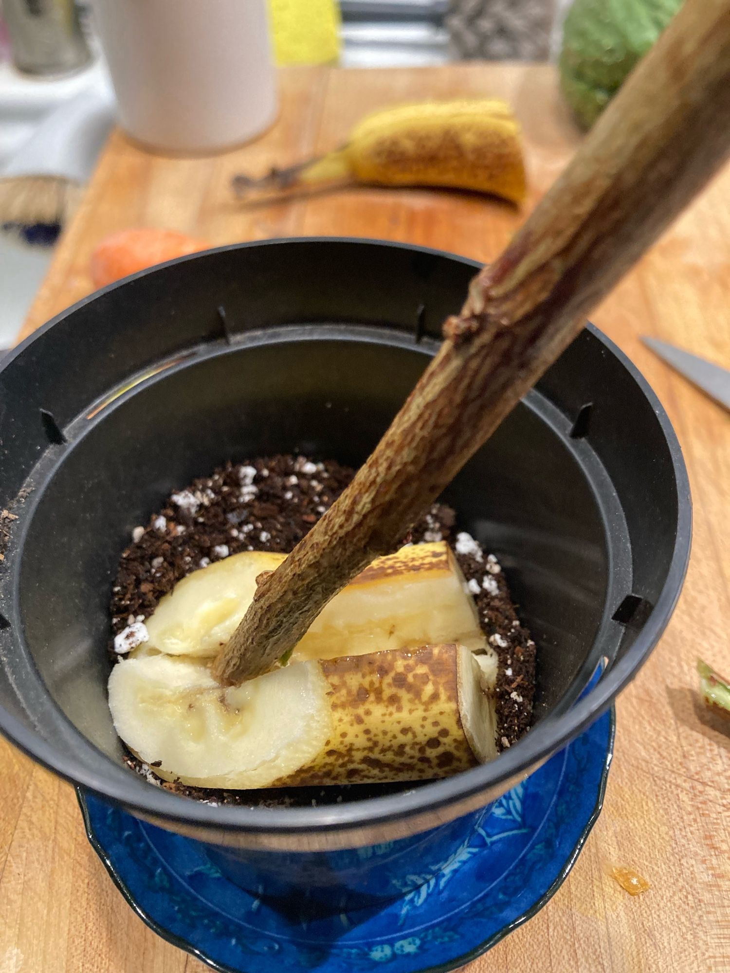 A harder wood branch in a banana and soil.