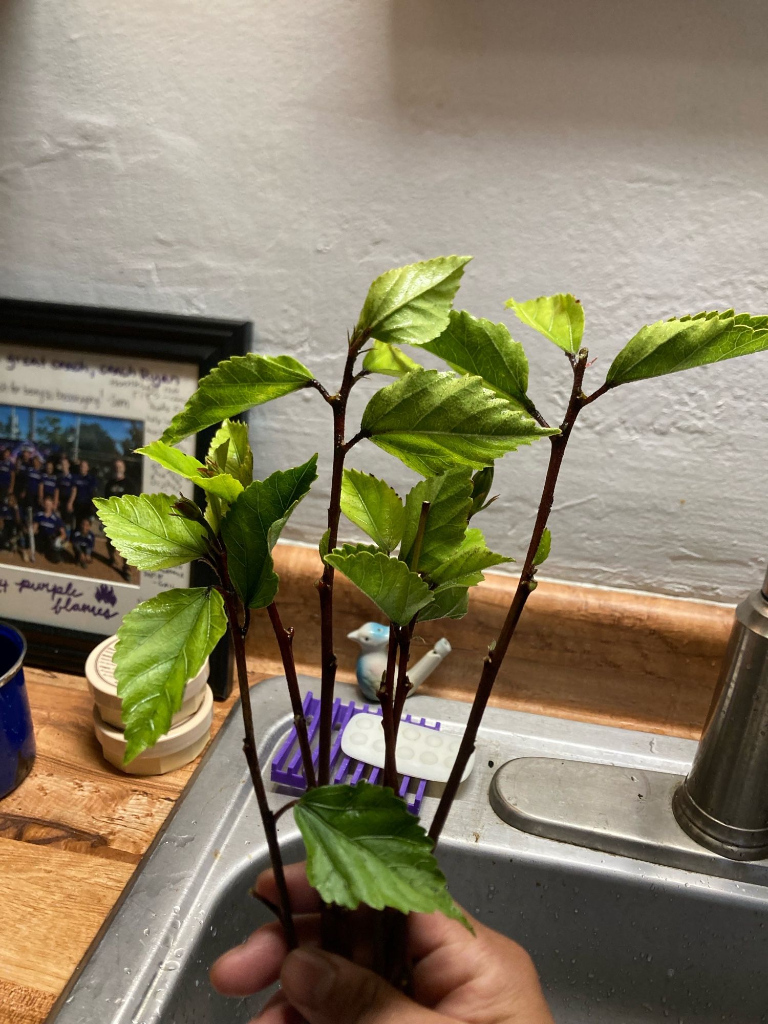 Branches of hibiscus new growth.