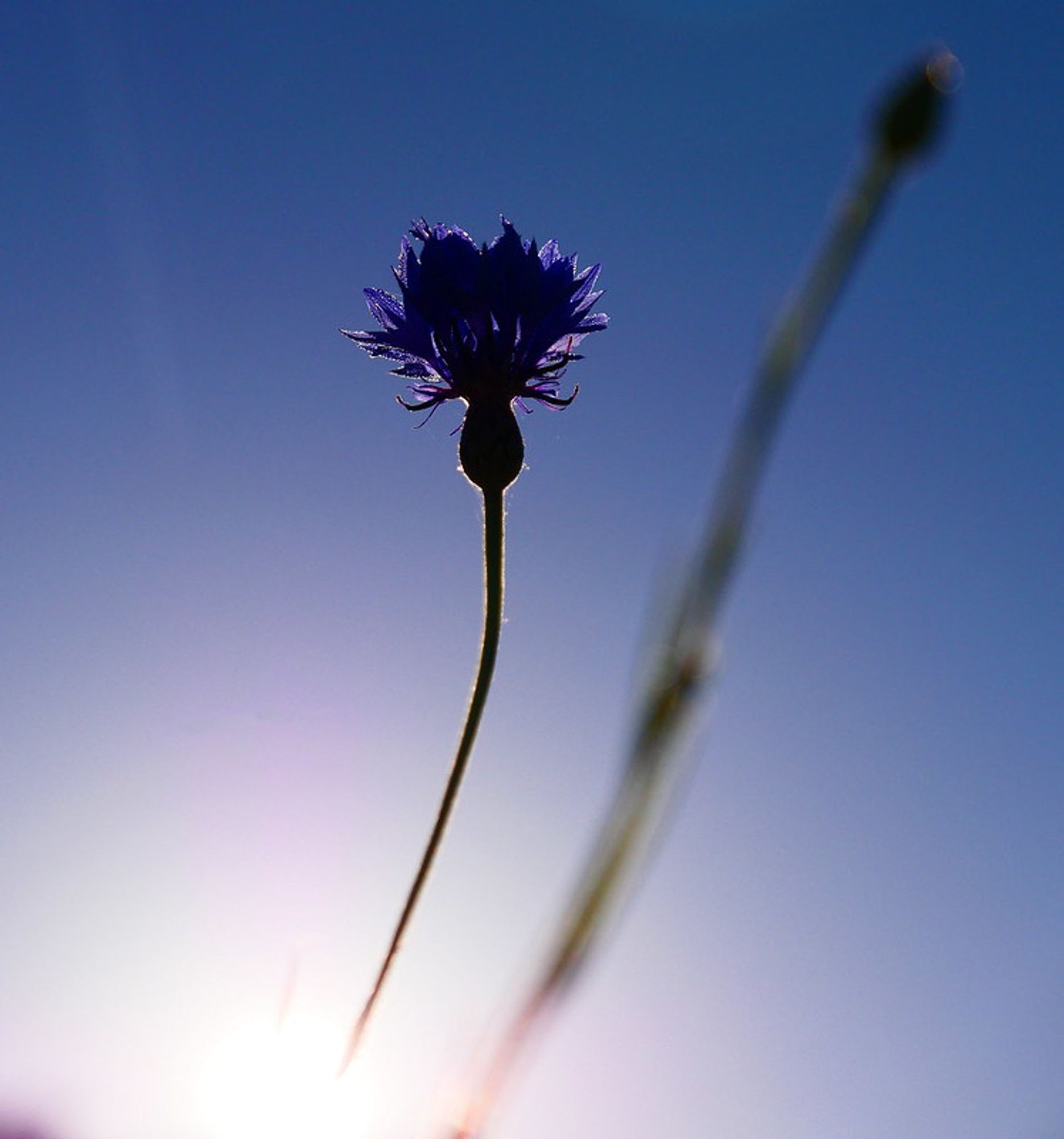 Kornblume im Gegenlicht