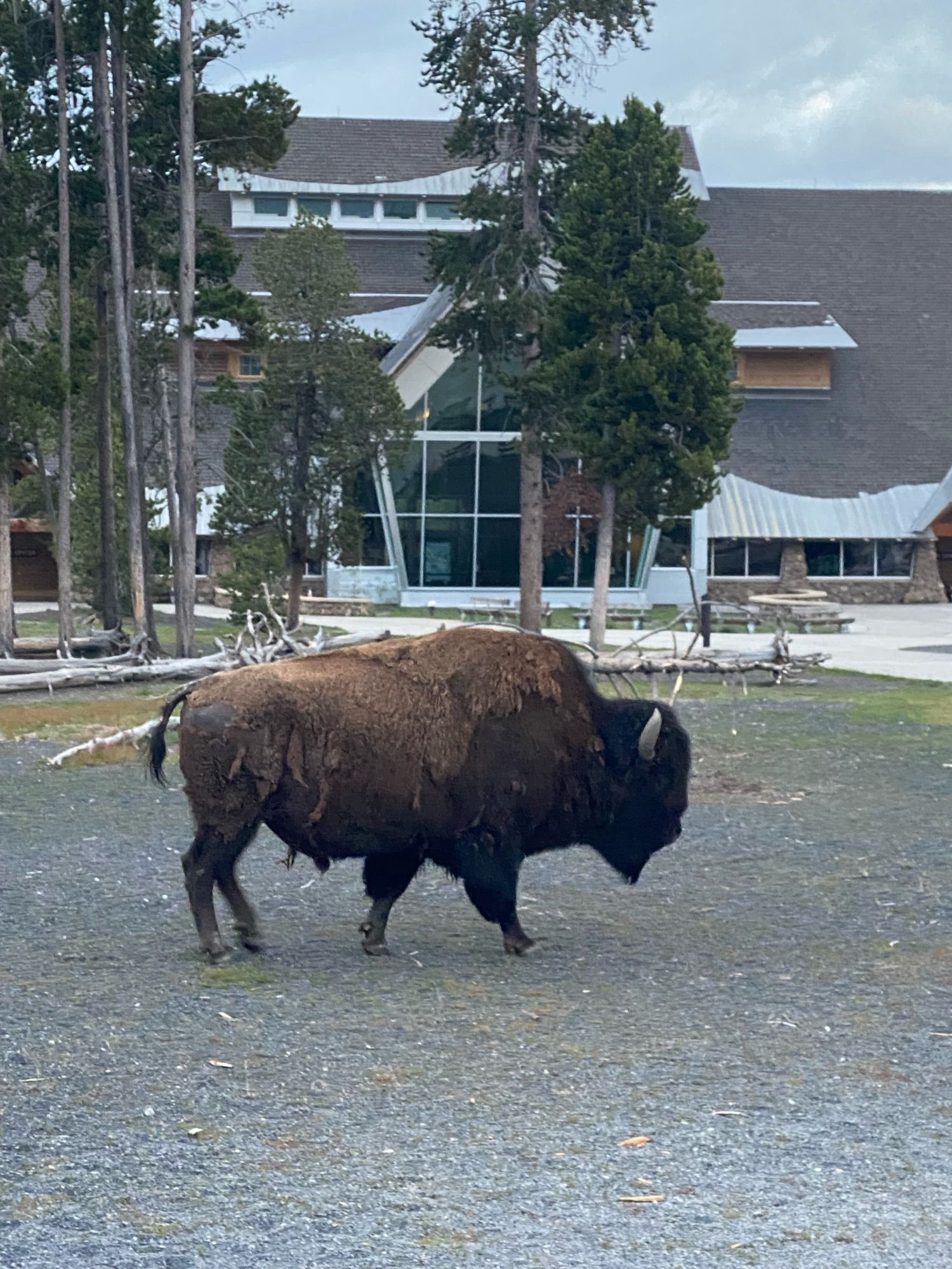 Bison strolling next to Old Faithful Geyser at Yellowstone National Park