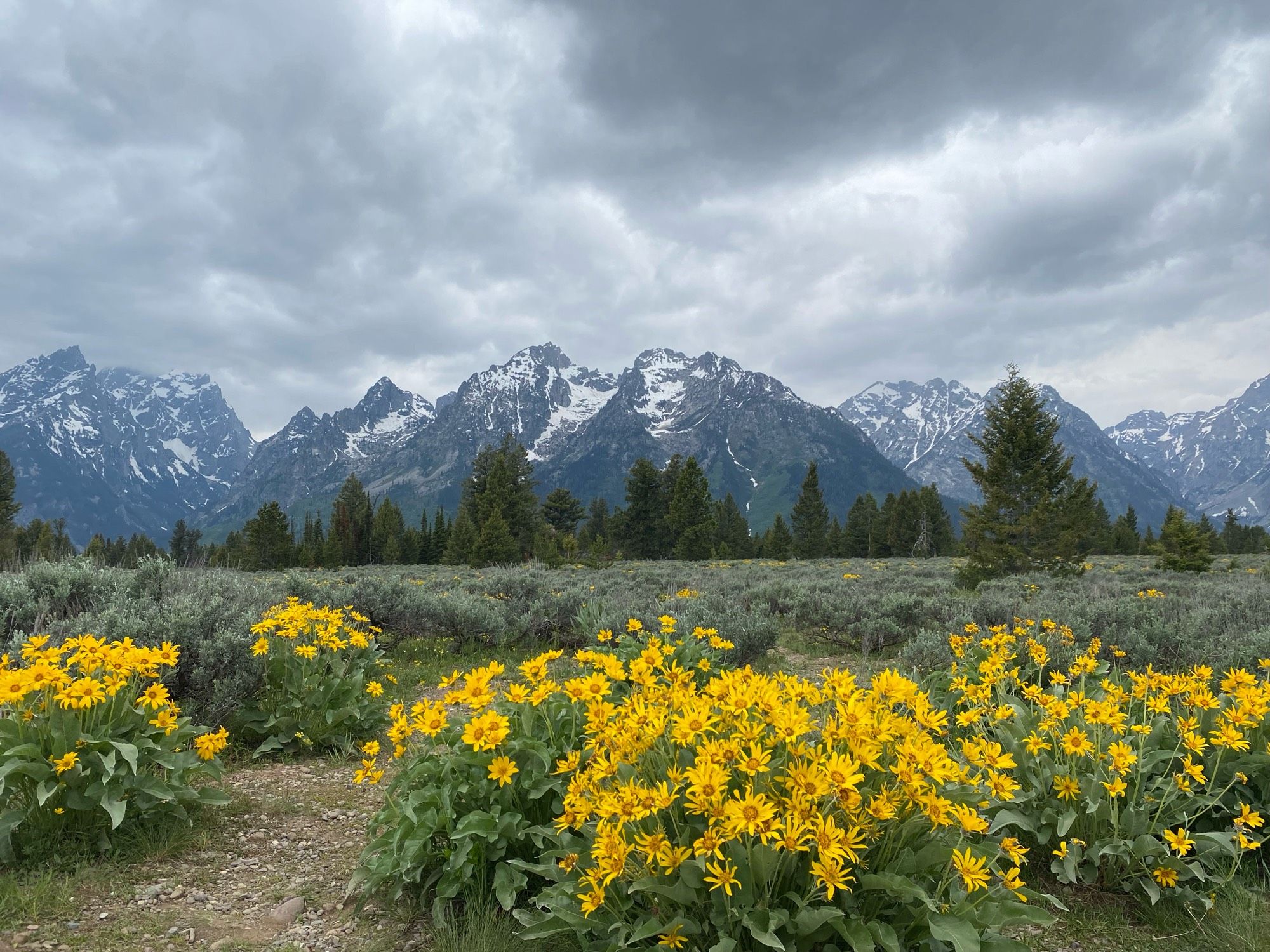 snow-covered mountains and yellow flowers