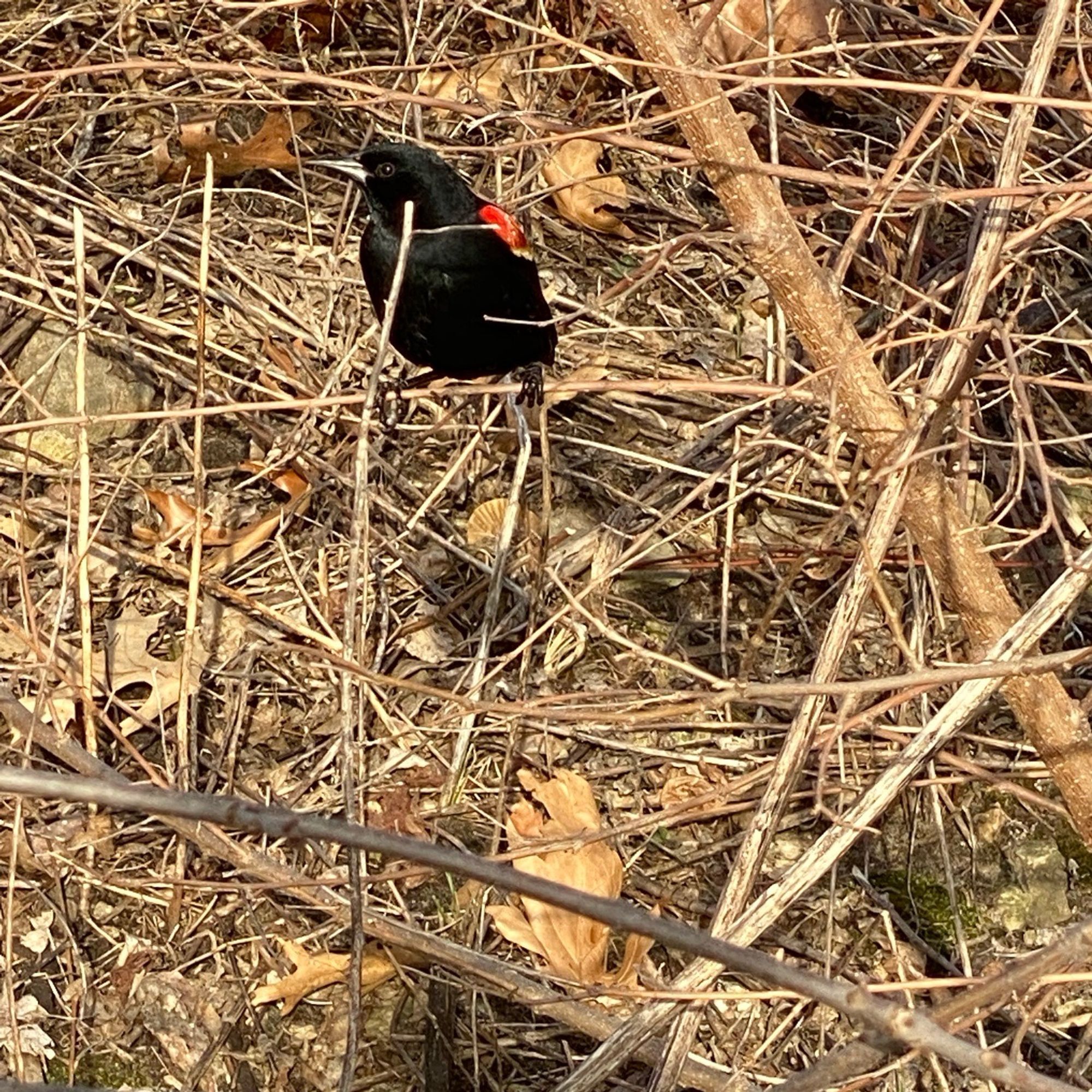 red wing blackbird perched on branches