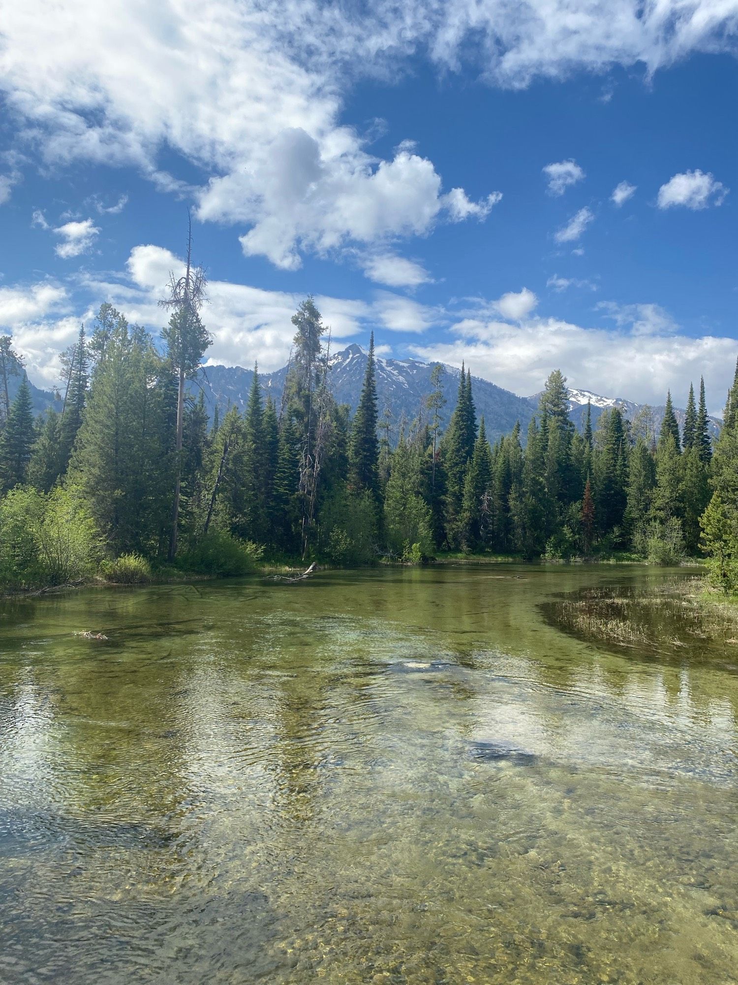 a pristine river surrounded by evergreens