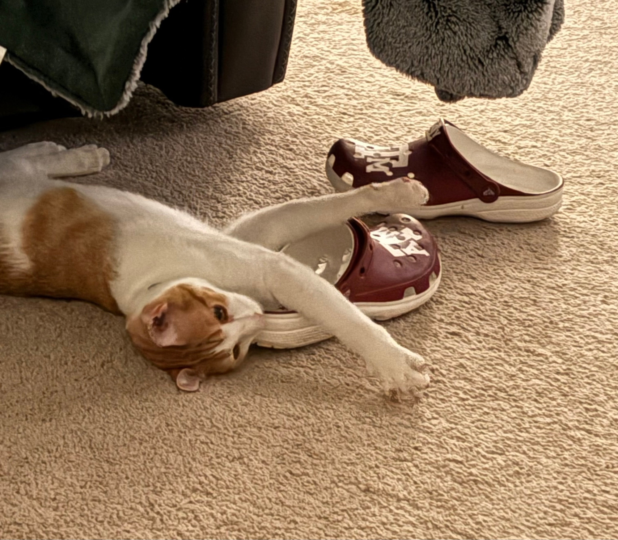 Orange and white cat laying under a recliner with Texas A&M crocs under its legs
