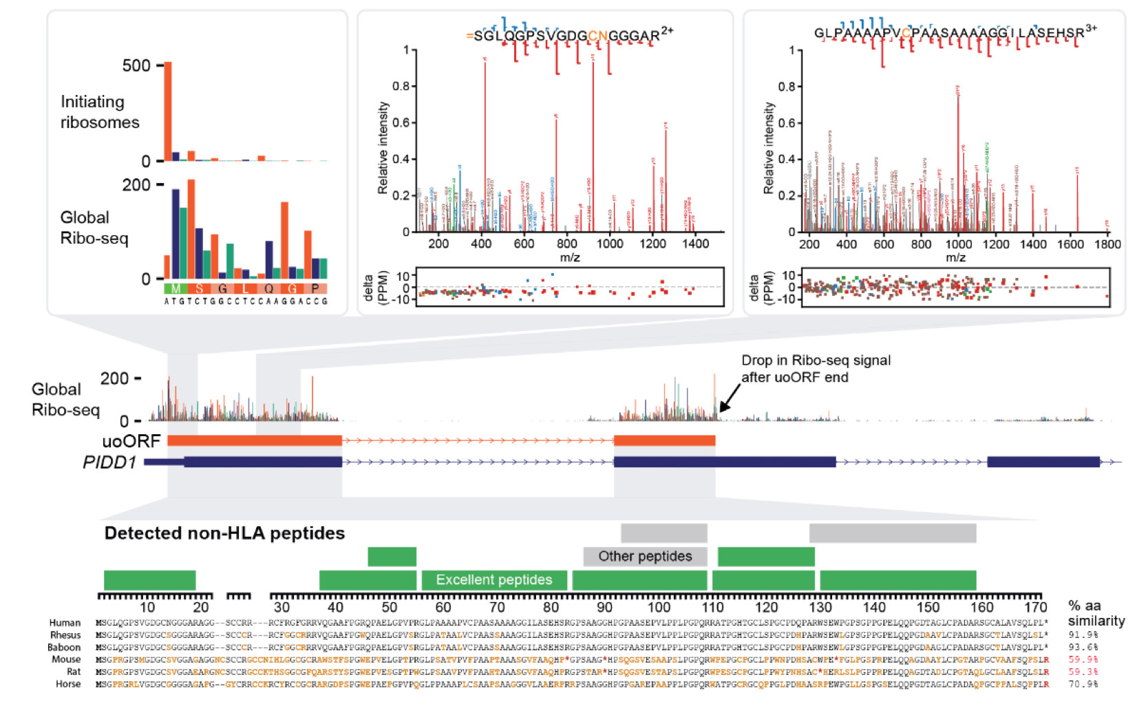 Image of a novel protein-coding gene