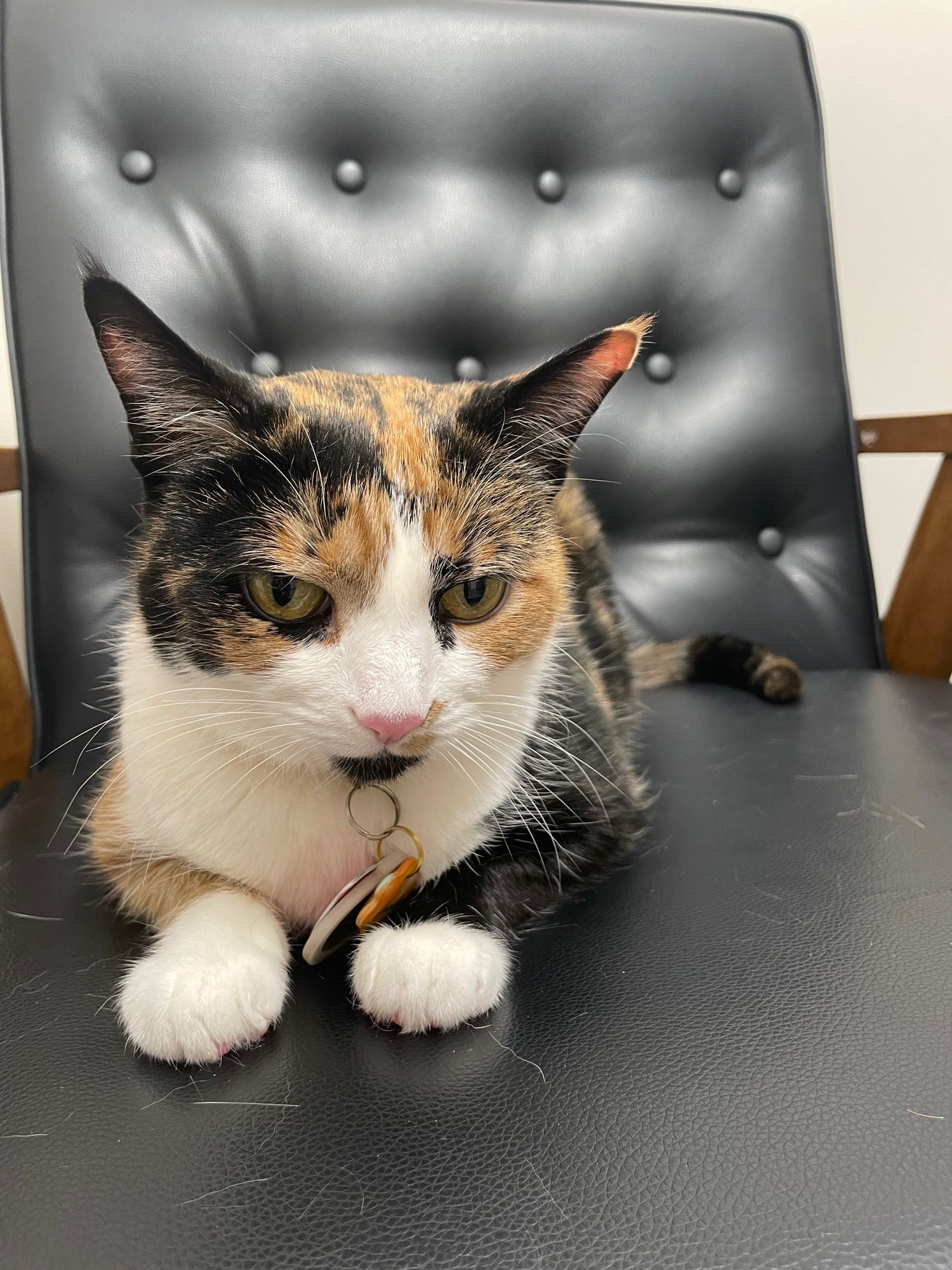 Junebug the calico cat sitting on a leather chair at the emergency vet.