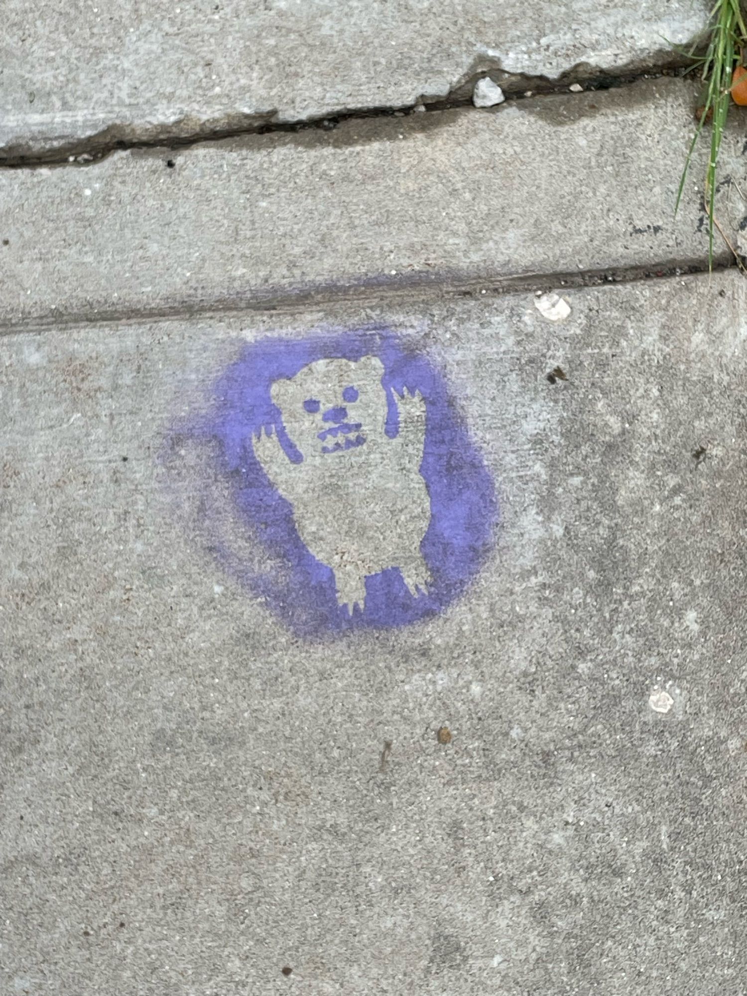 Close-up of a sidewalk slab on Chicago's north side, showing a stenciled bear maybe for inches across. It looks like a cub or toy bear, standing (or supine) with forepaws raised and teeth exposed. It is outlined in lavender paint which also fills in the facial features.