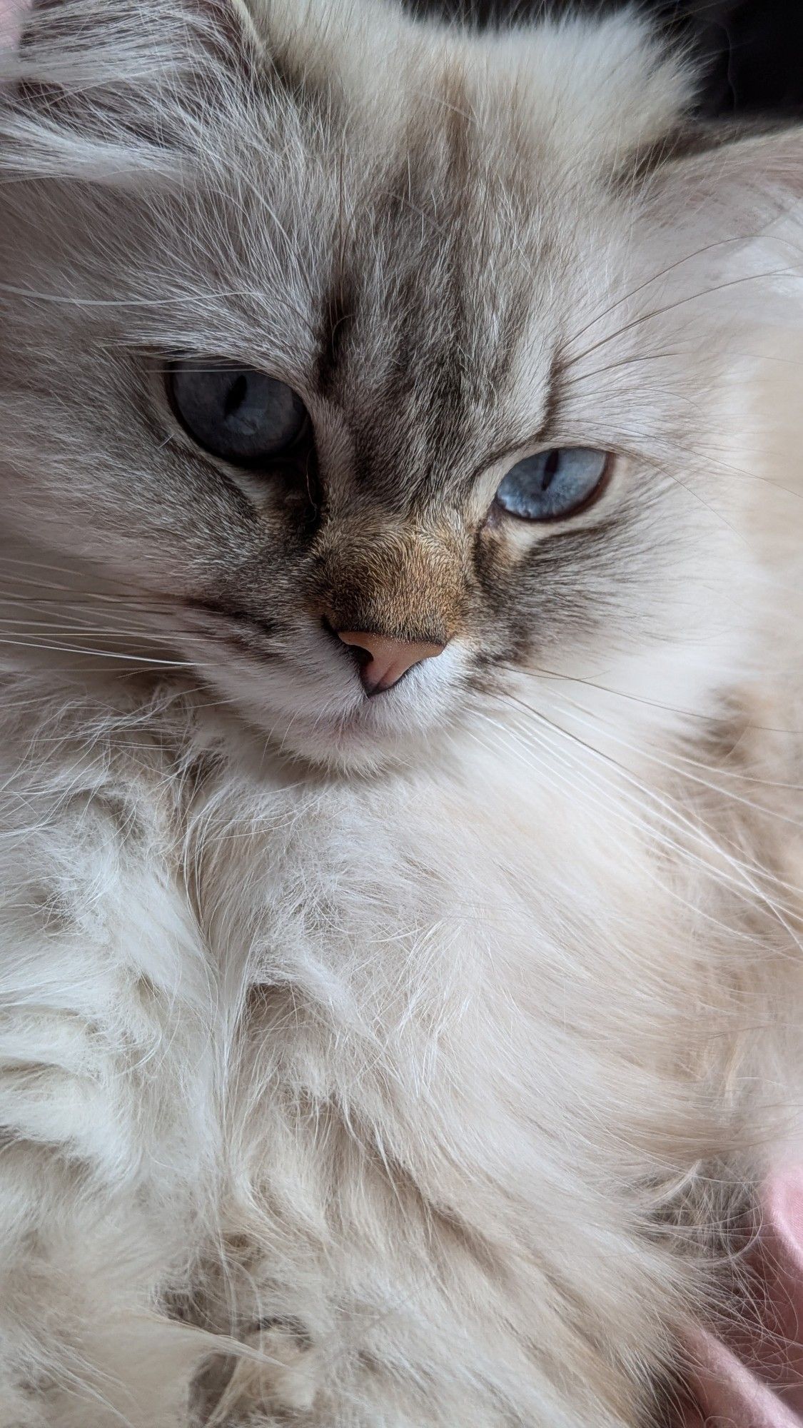 Katzenbild. Mit Hauptaugenmerk auf das Gesicht. Weißer Kater (Highlander) mit blauen Augen und einer leicht grauen Maske