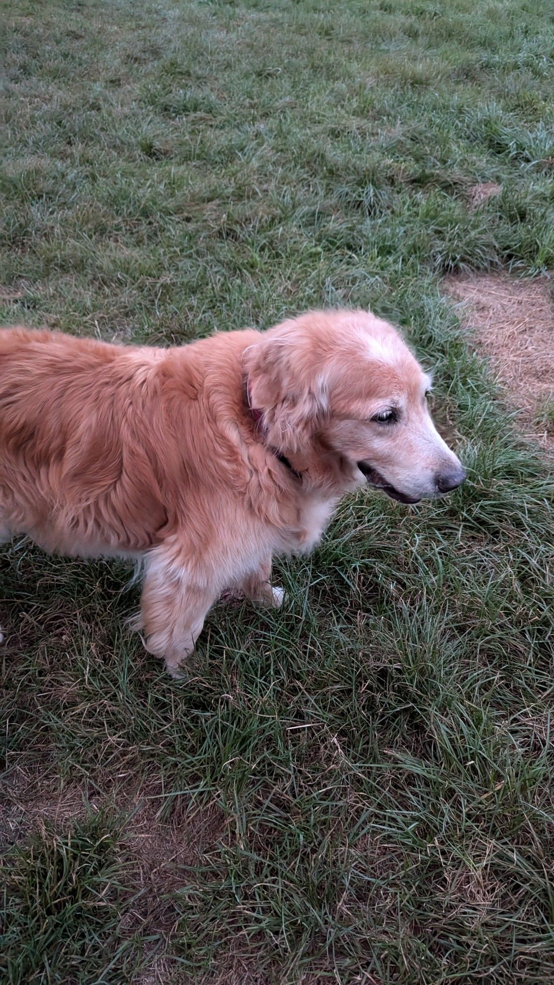 Ein älterer Golden Retriever mit angegrauter Schnauze auf einer Wiese stehend