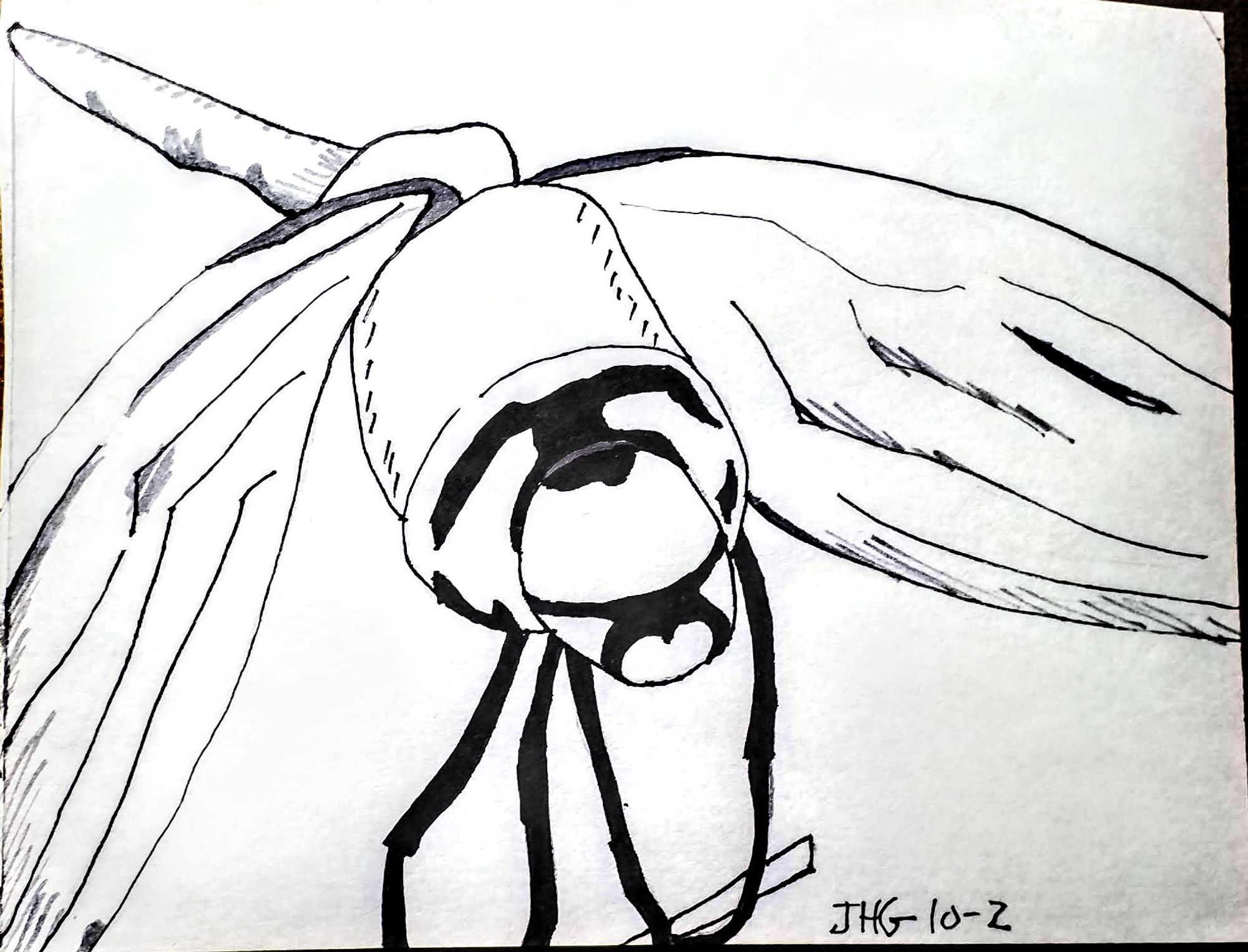 black and white ink drawing of a dragonfly on a stick in a close up shot.