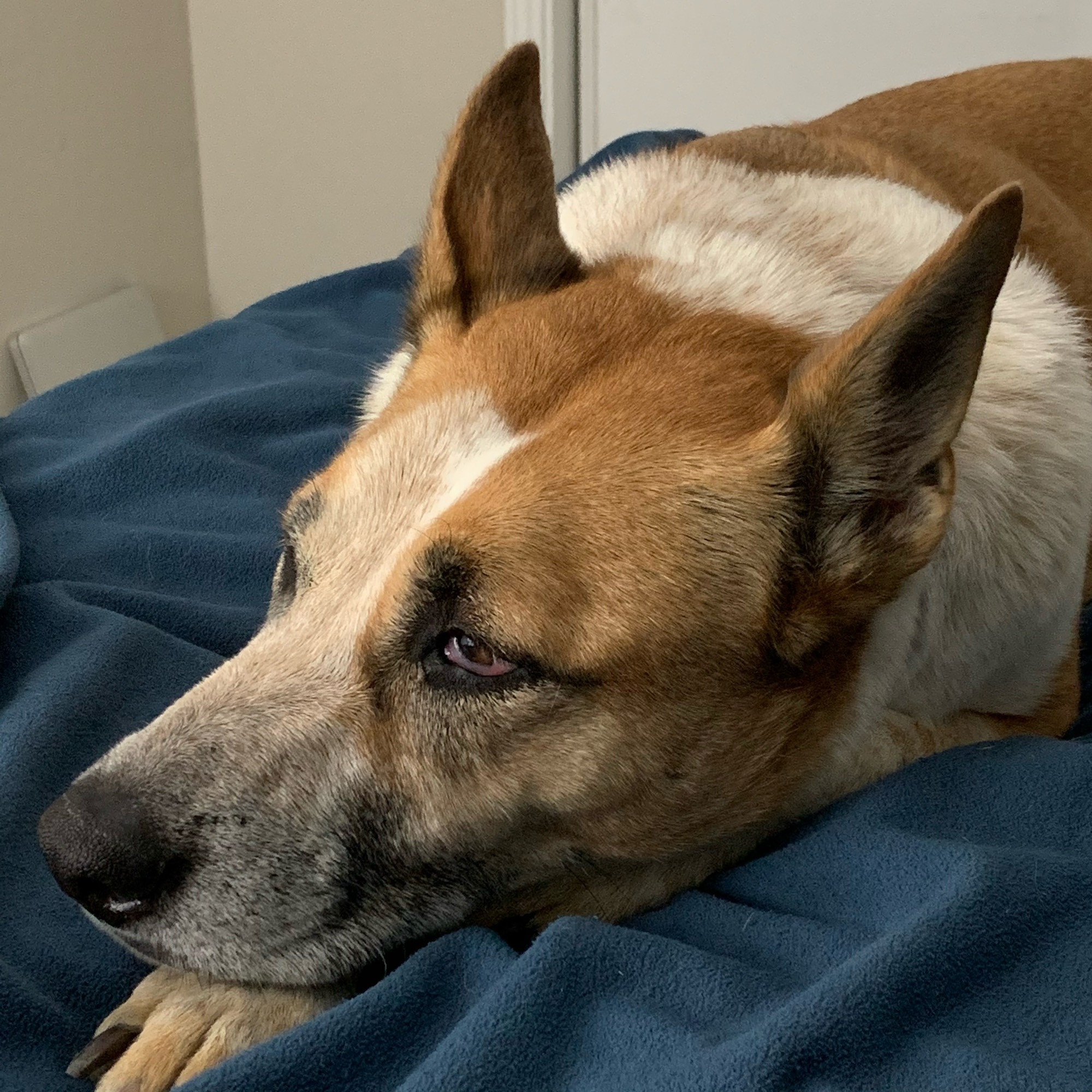 an orange-and-white cattle dog on a  blue blanket