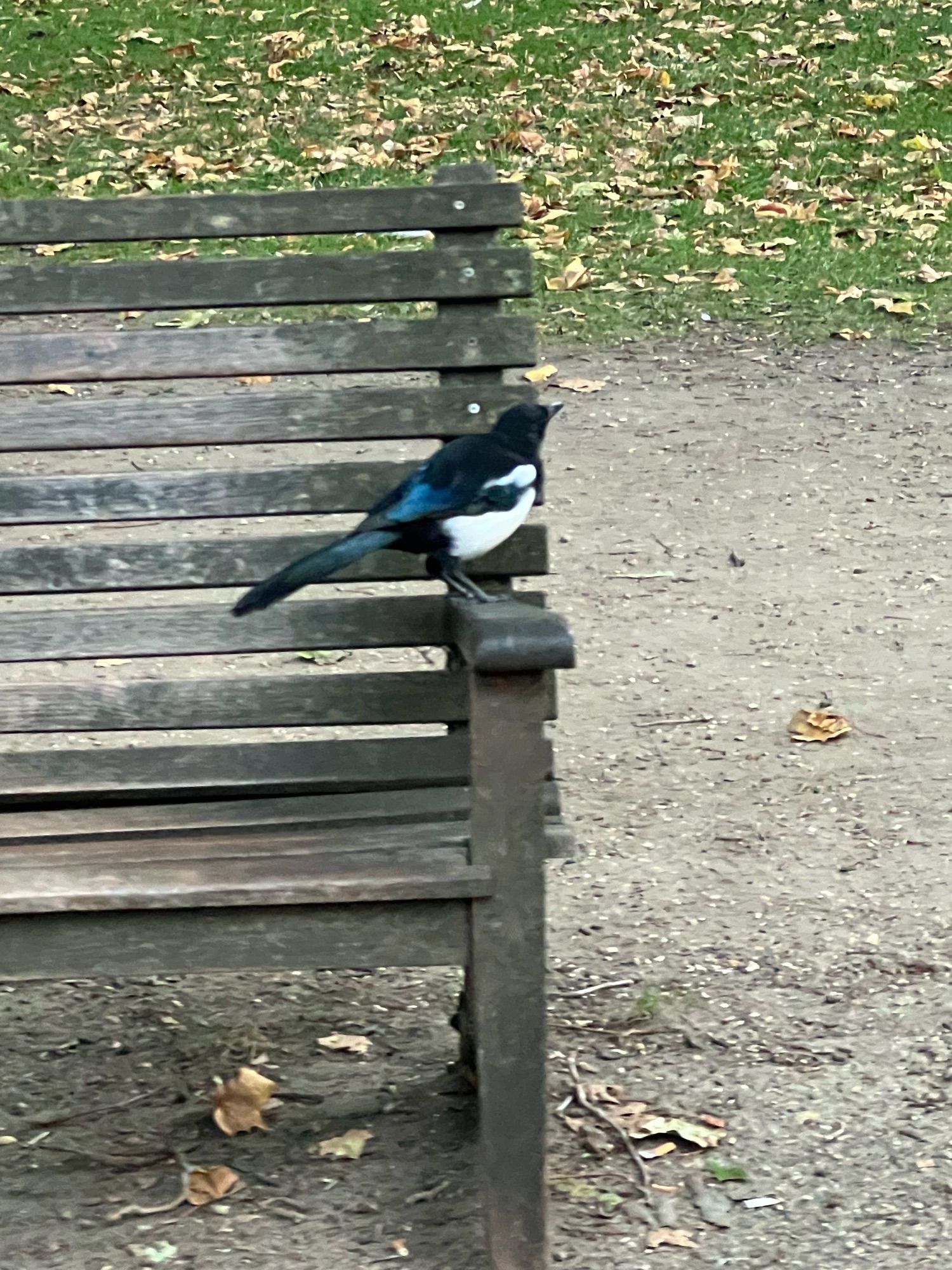 A magpie on a bench.