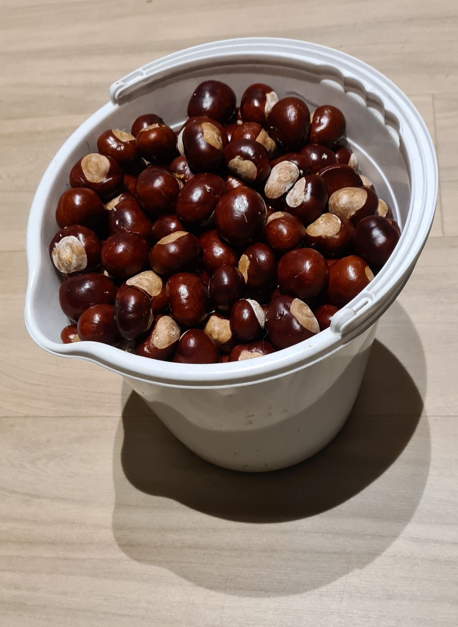 A white plastic bucket, full to the brim with shiny chestnuts, on a laminated wood floor.