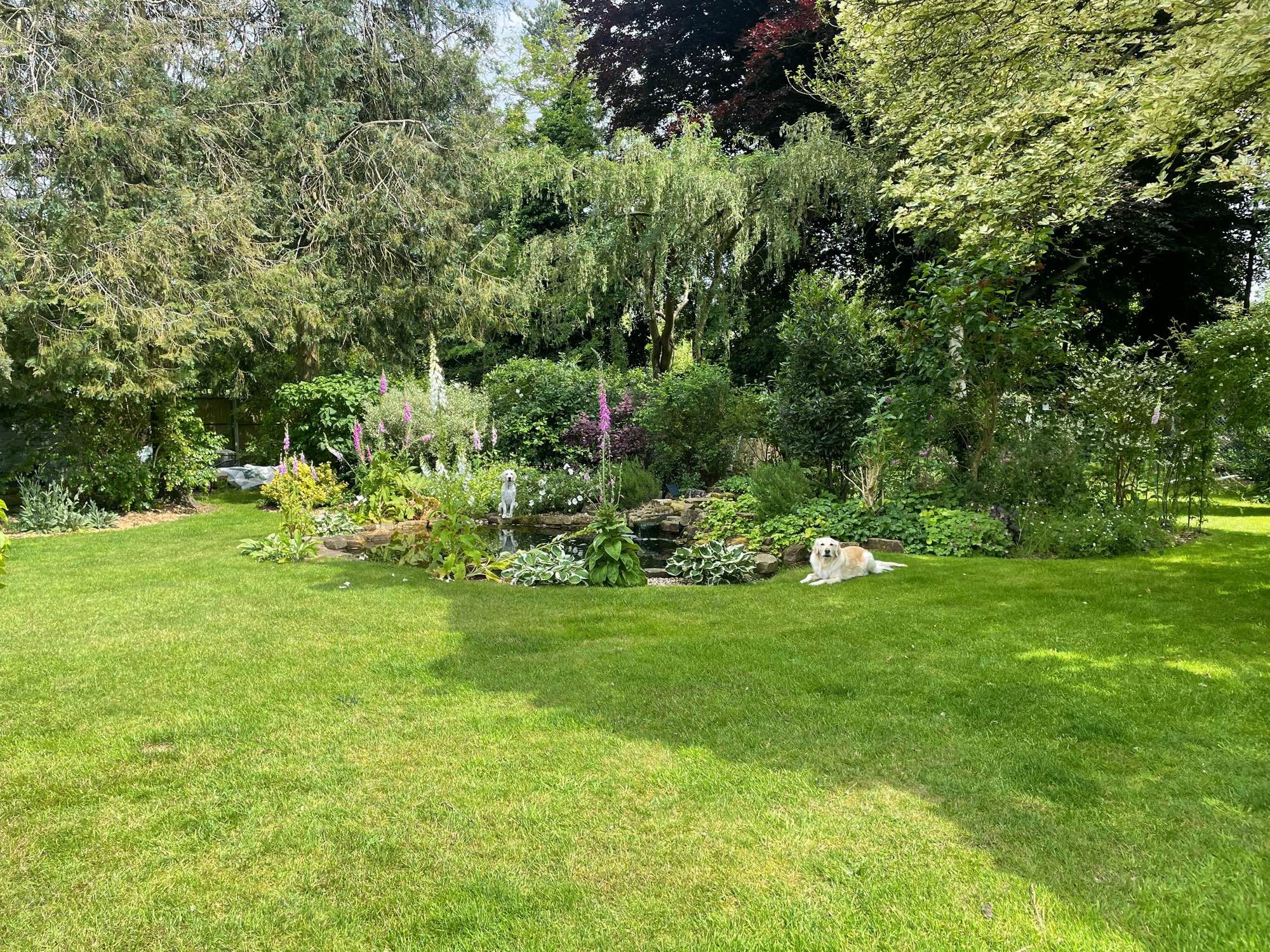 Golden retrievers on each side of the pond in a garden bathed in sunshine