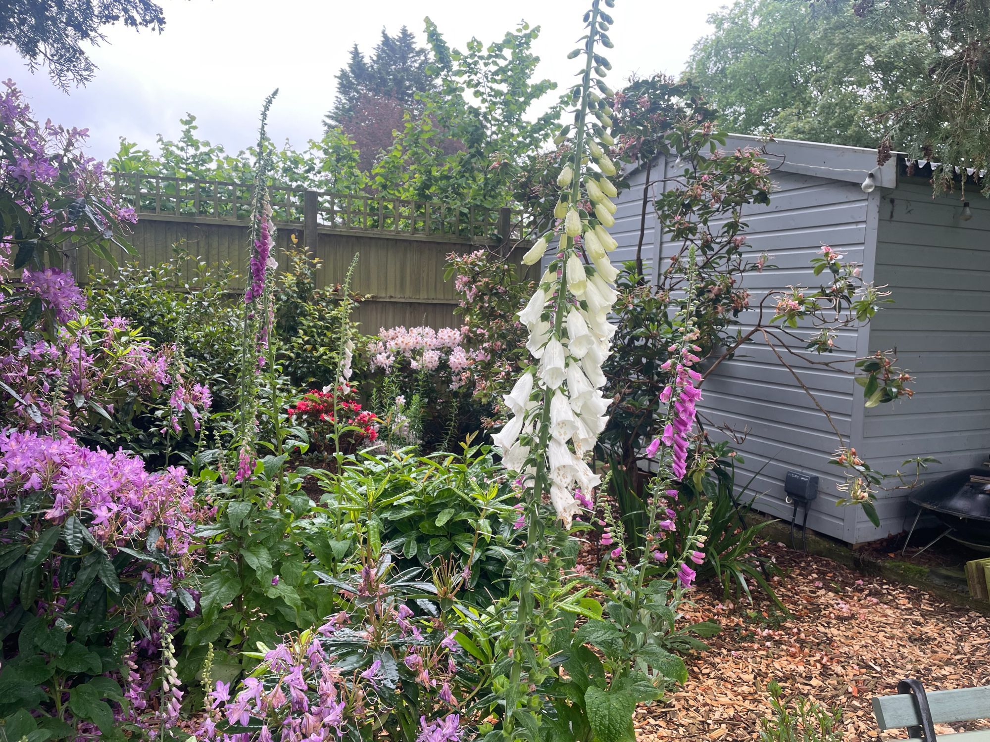 Pink, lilac and white foxgloves and red, purple and white rhododendrons in a garden nook