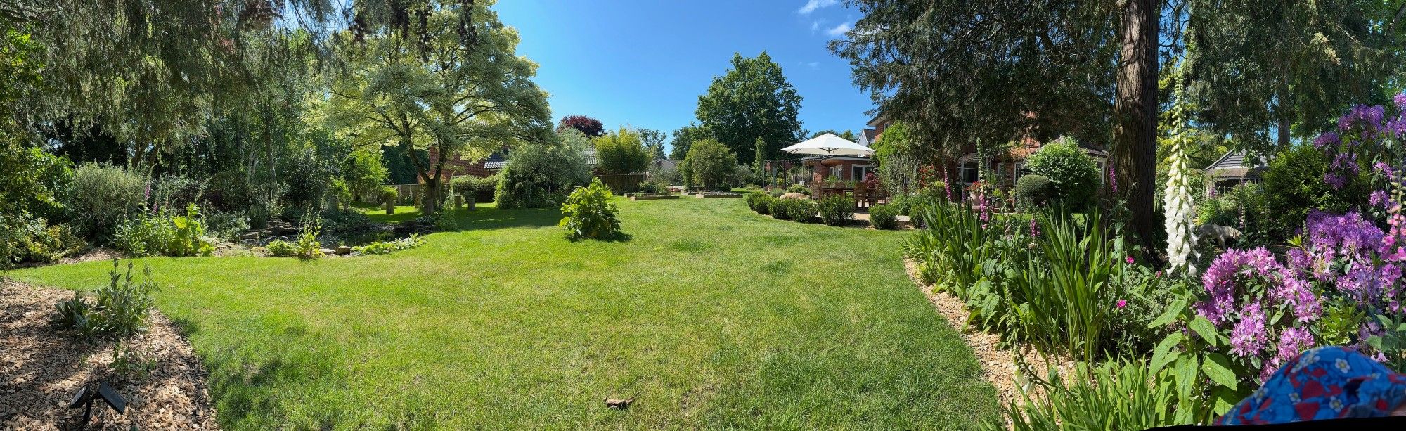 A panoramic view of the main section of our garden - lawn, flower beds and terrace. Foxgloves and rhododendron to the max! Blue skies and lots of single type flowers for pollinators.