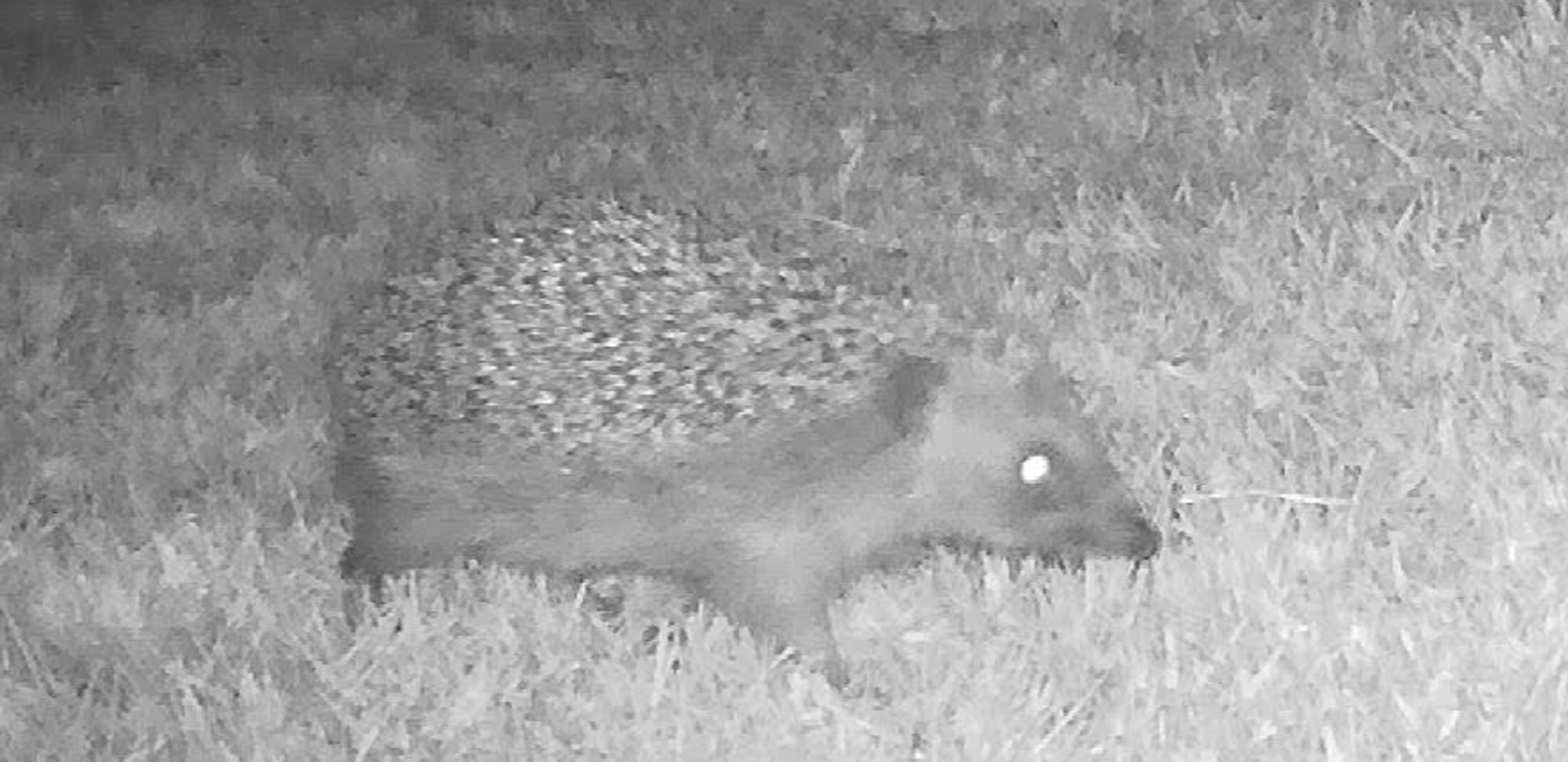 A black & white trail cam image of a hedgehog