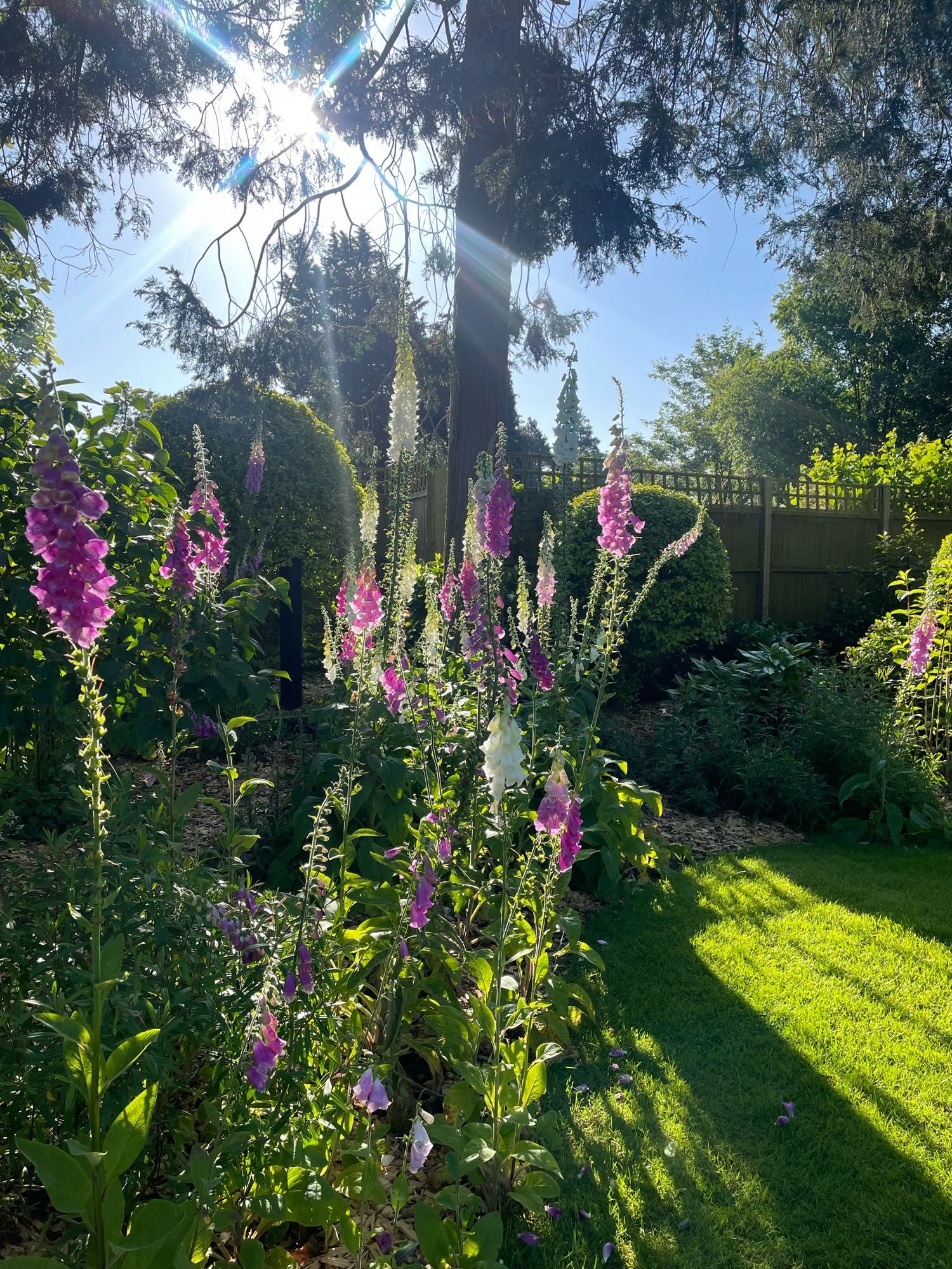 Foxgloves in the morning sun - purple and white casting shadows across the lawn