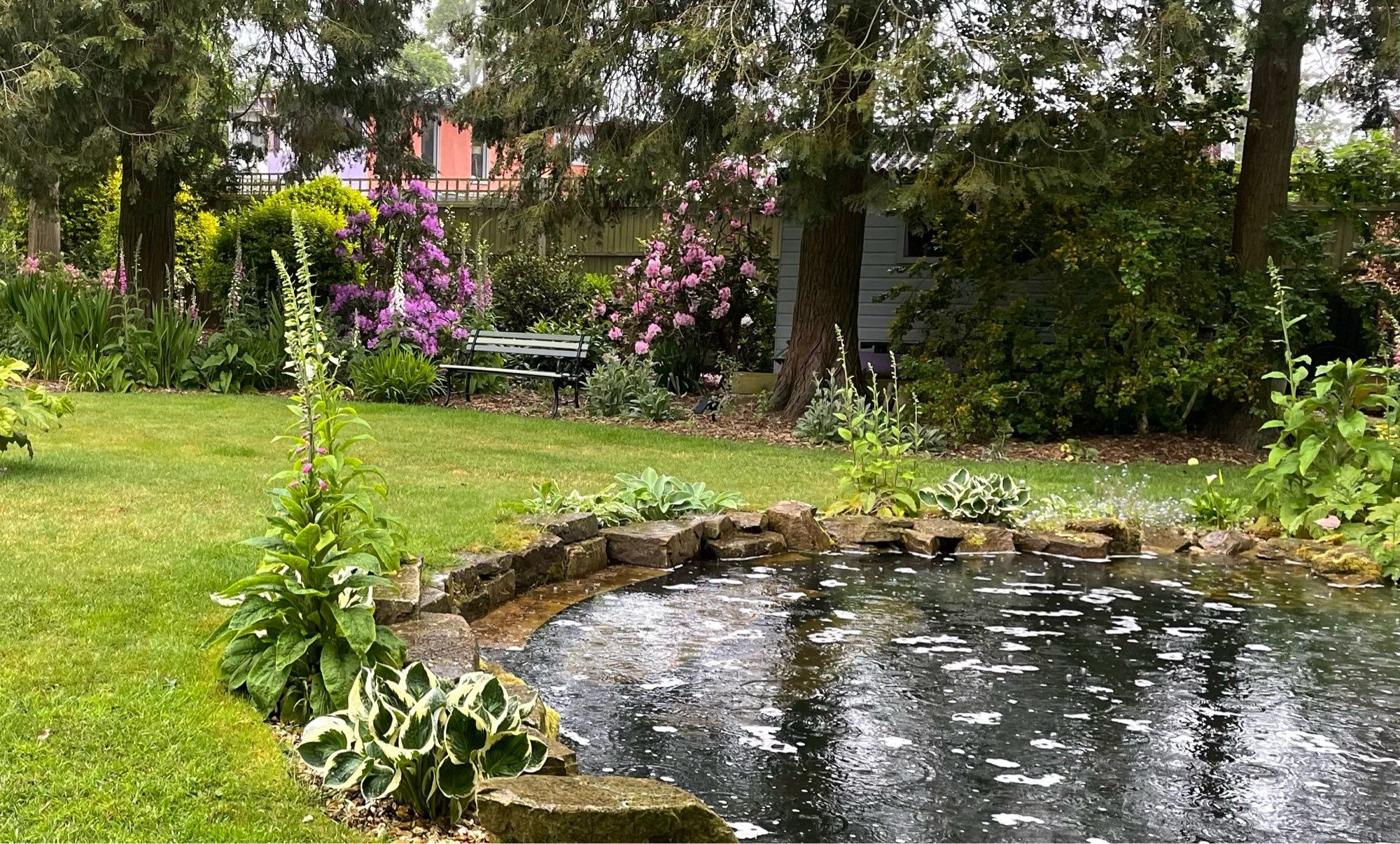 A pond in the foreground with hostas, rhododendrons and foxgloves doing well in the Spring rain