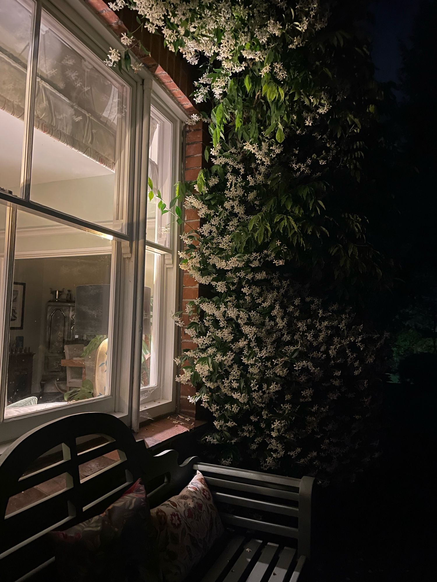 A jasmine alongside a tall sash window at night, illuminated by lamplight from the room beyond