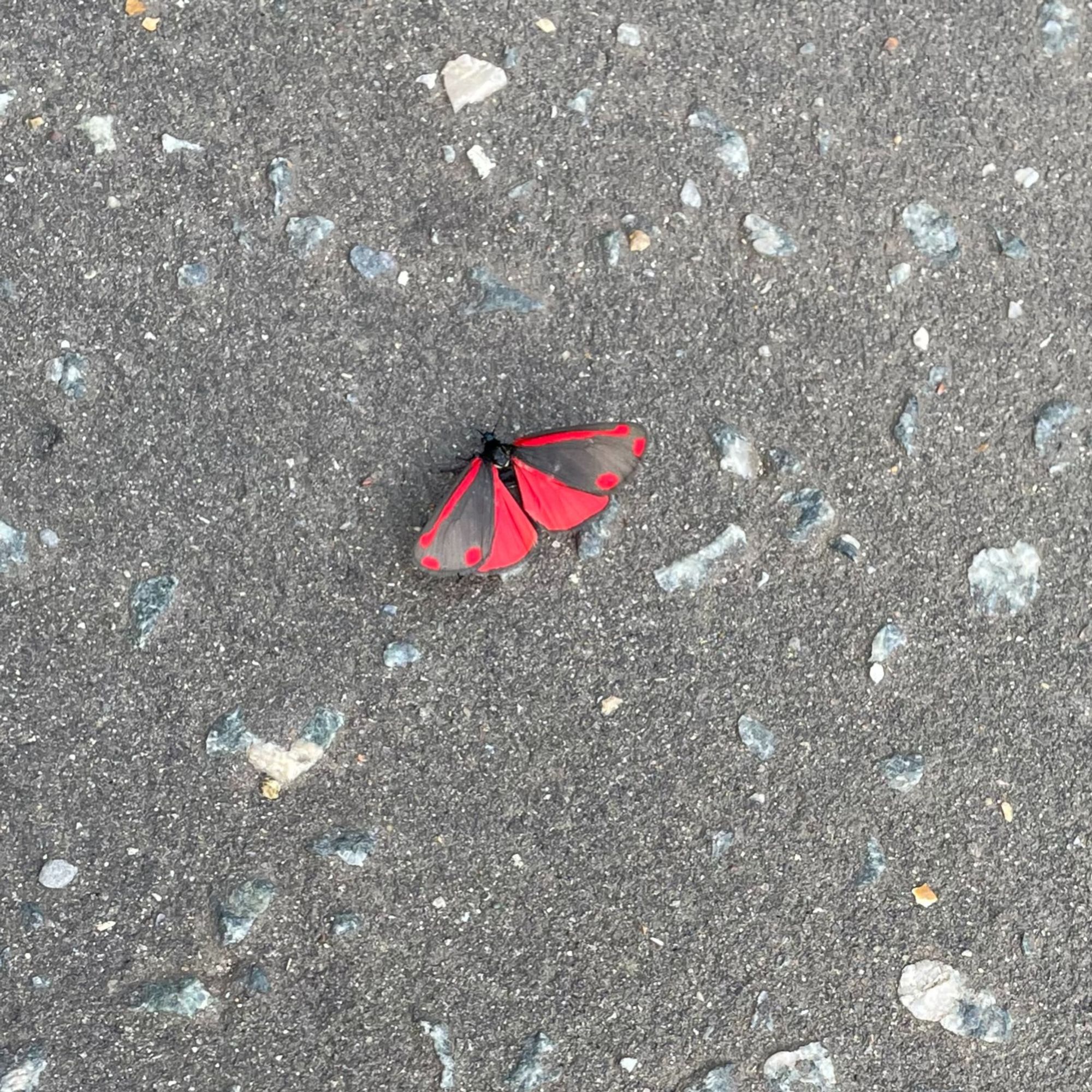 A red and black cinnabar moth on a tarmac road