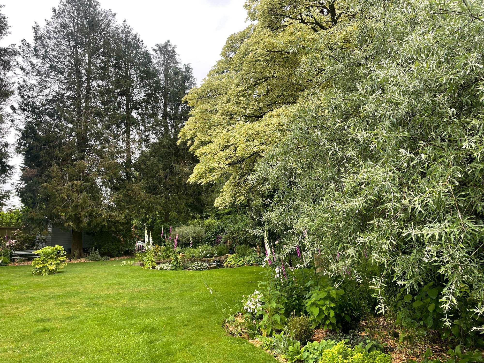 Shades of green in the garden from grass, pine, pear and sycamore trees plus pink and white foxgloves standing tall