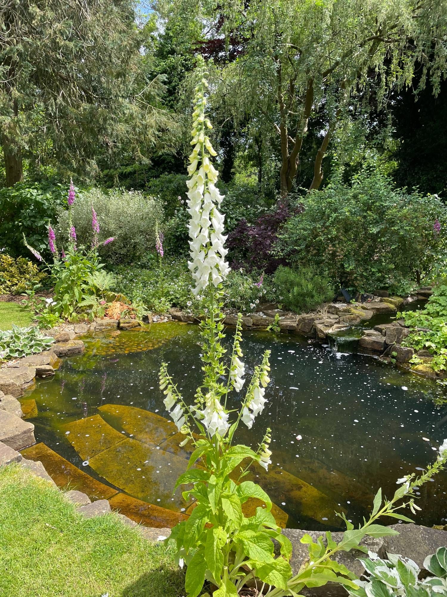 A beautiful white foxglove with a tall main spike and 6 smaller spikes forming a crown around it. In full sunshine and a backdrop of a pond.