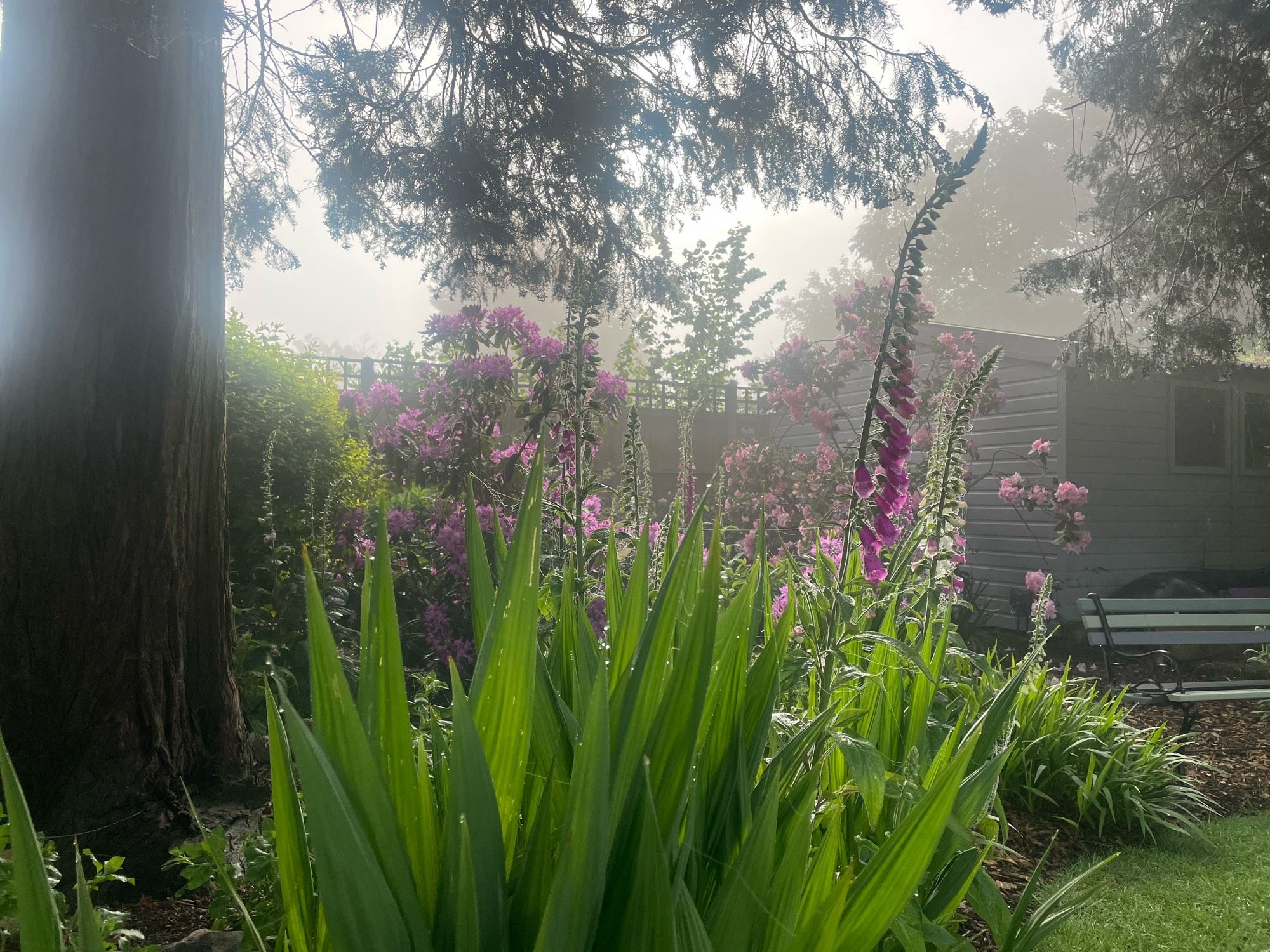 Foxgloves and rhododendrons with a misty backdrop