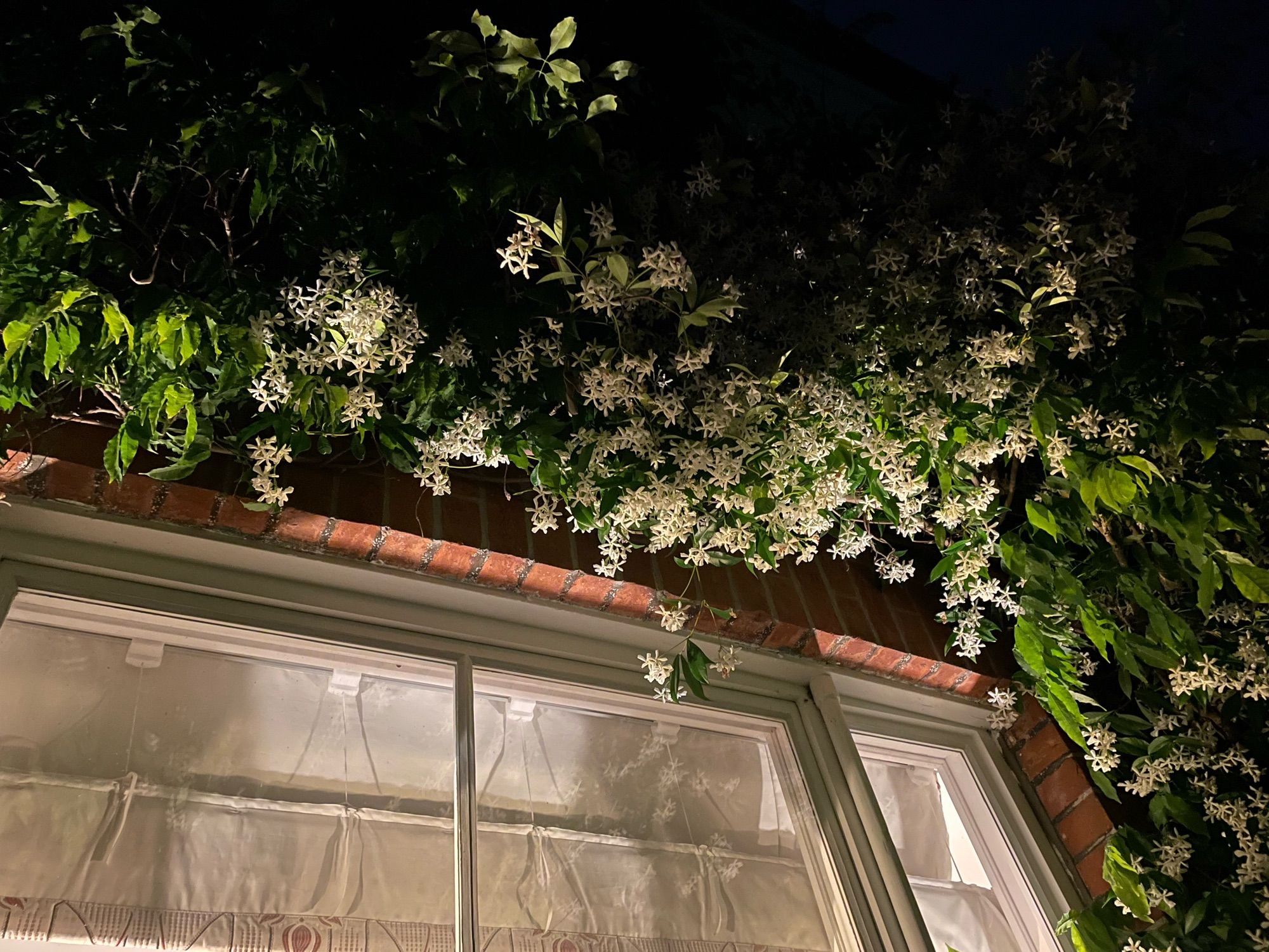 A jasmine plant overhanging a window at night - illuminated from inside by lamplight