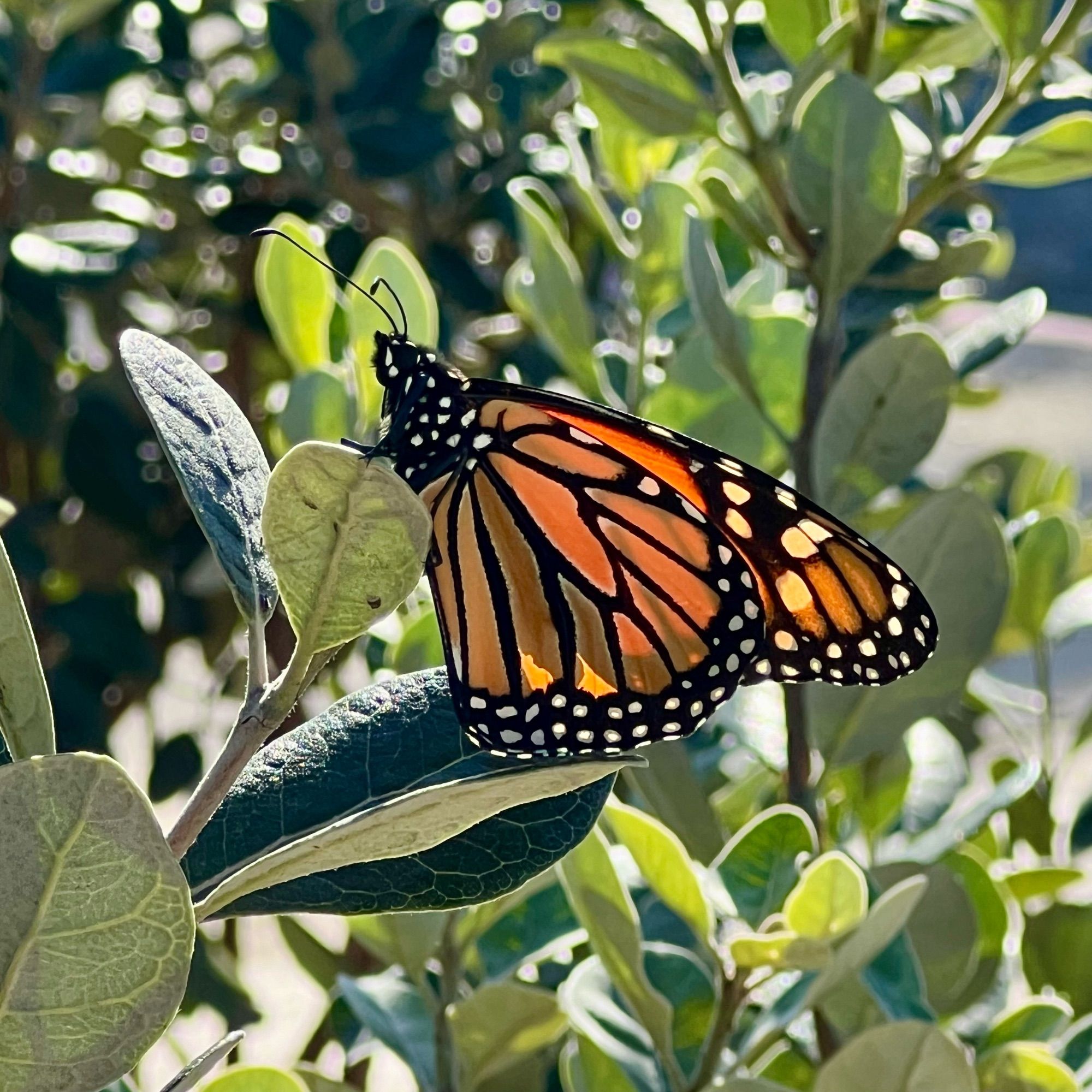 A monarch butterfly at rest on a leafy bush in dappled sunlight.