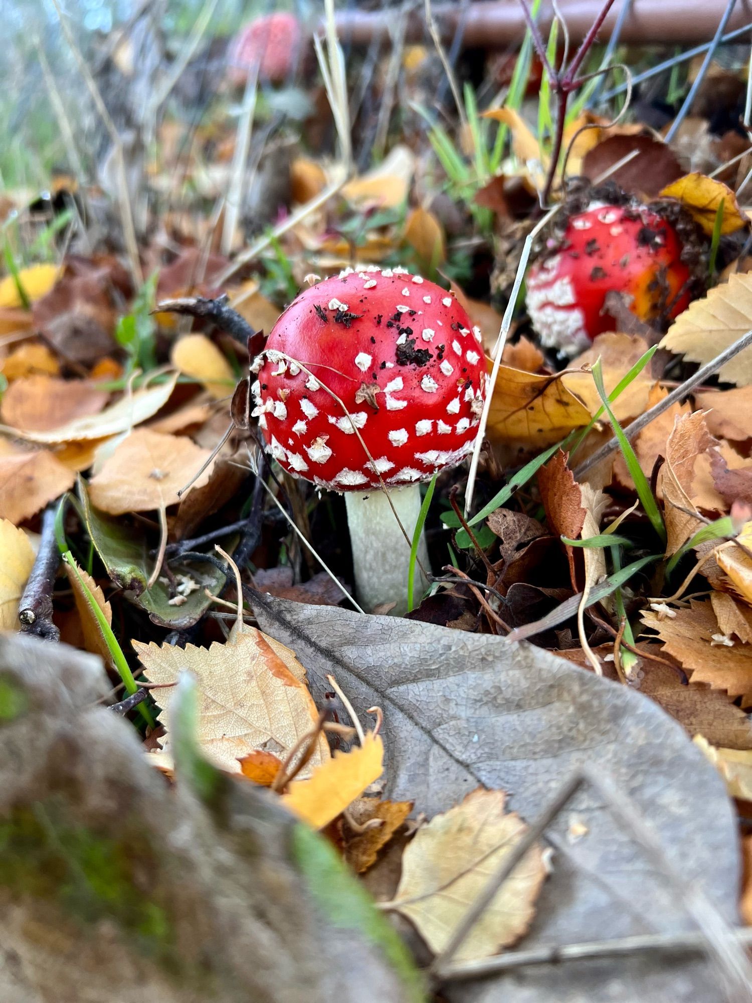 An amanita muscaria fungus emerges from autumn leaves.