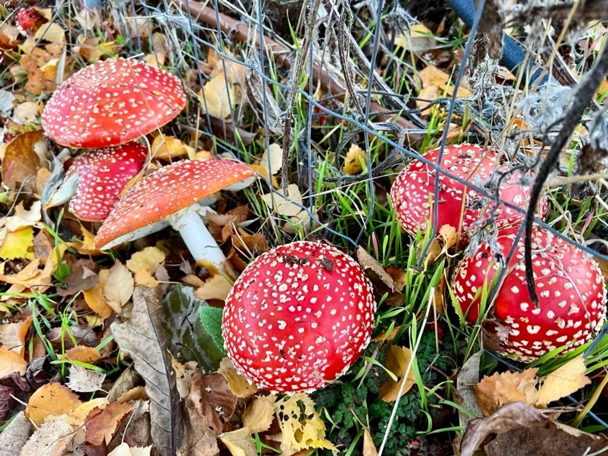 A patch of six amanita muscaria fungi emerge from autumn leaves near a wire fence.